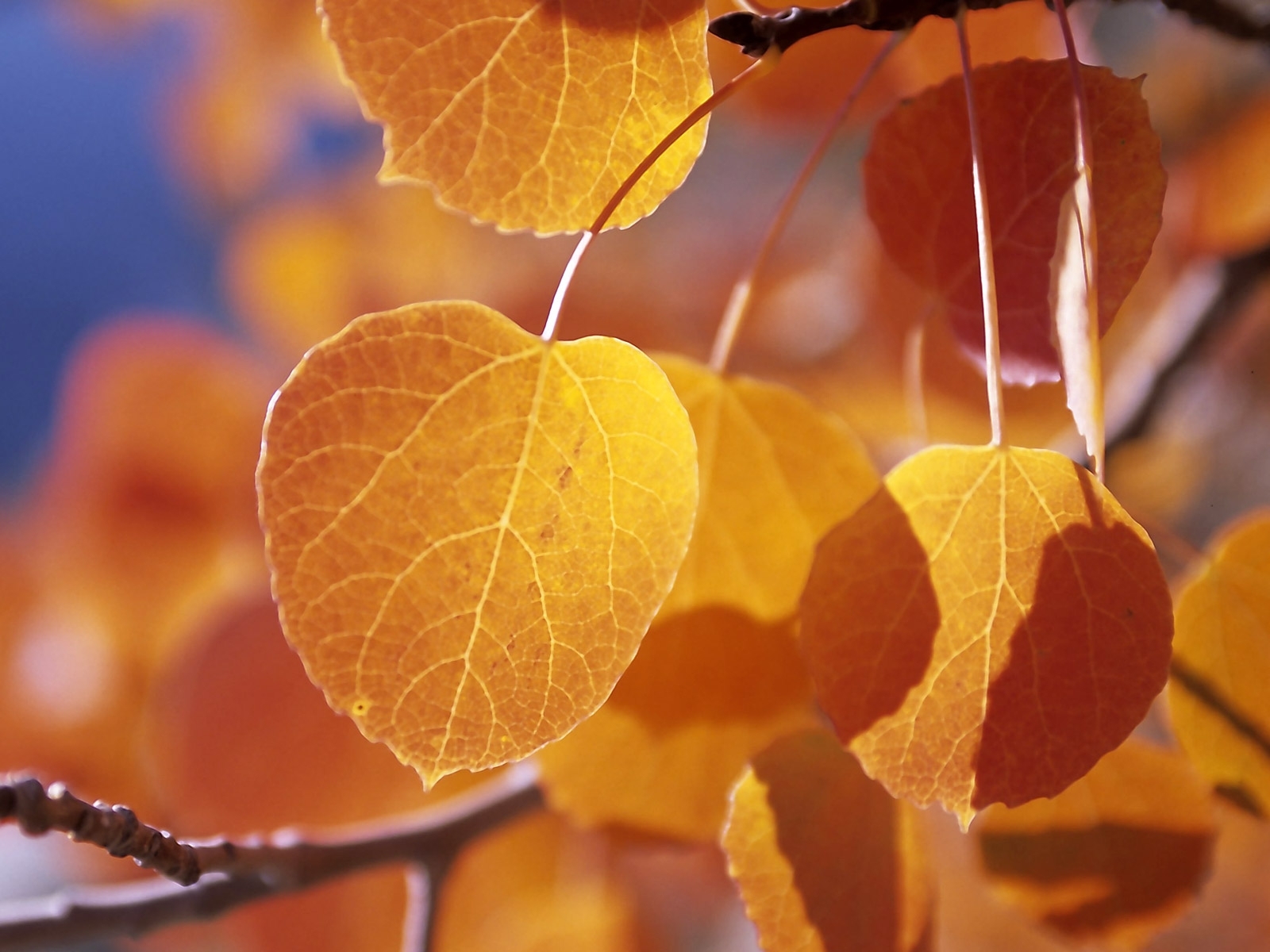 204壁紙のダウンロード植物, 木, 秋, 葉, オレンジ-スクリーンセーバーと写真を無料で