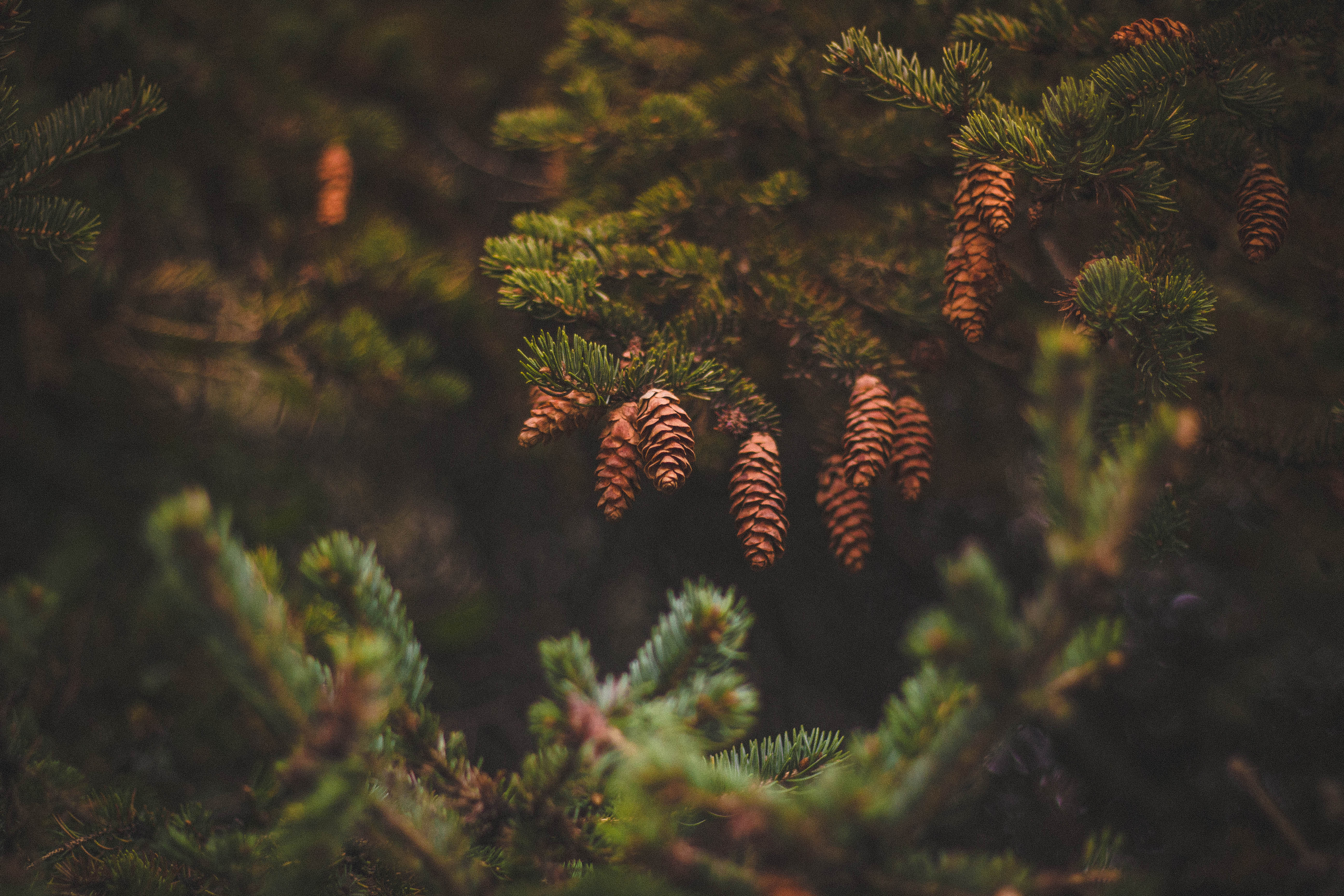 1080p pic nature, cones, pine