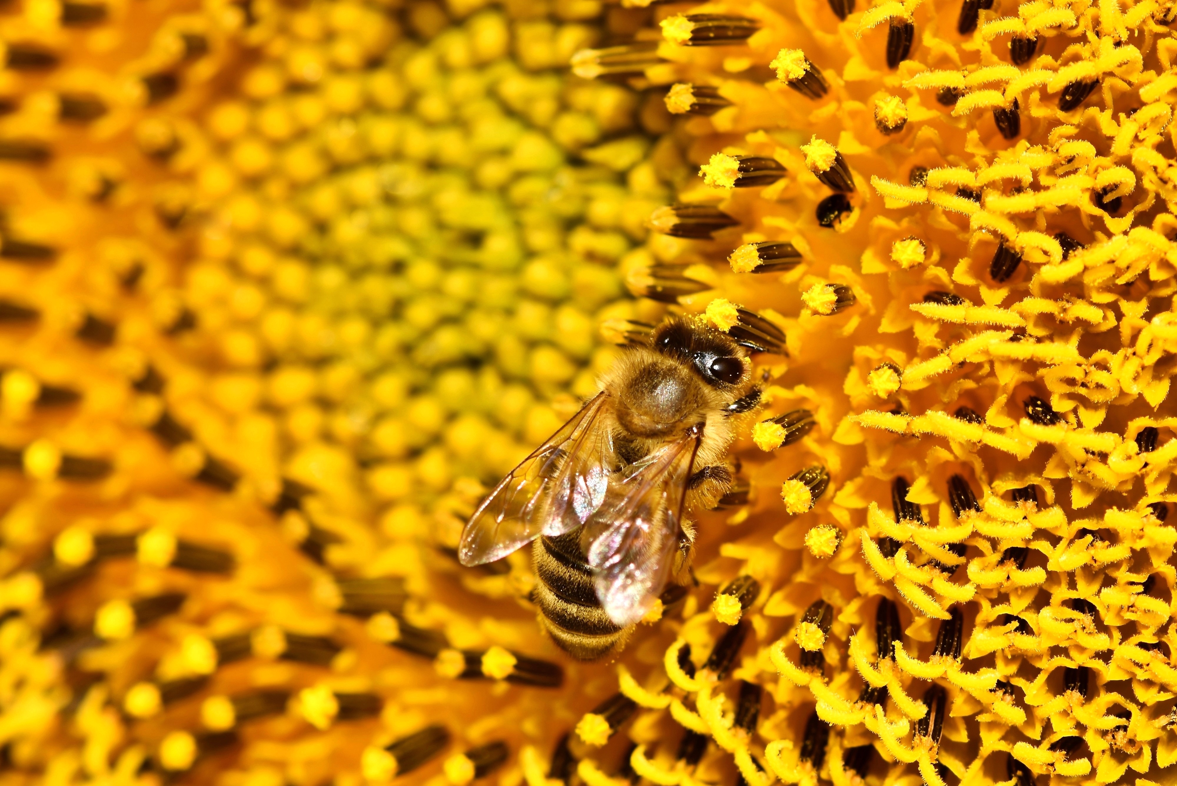 flower, macro, bee, sunflower, pollen