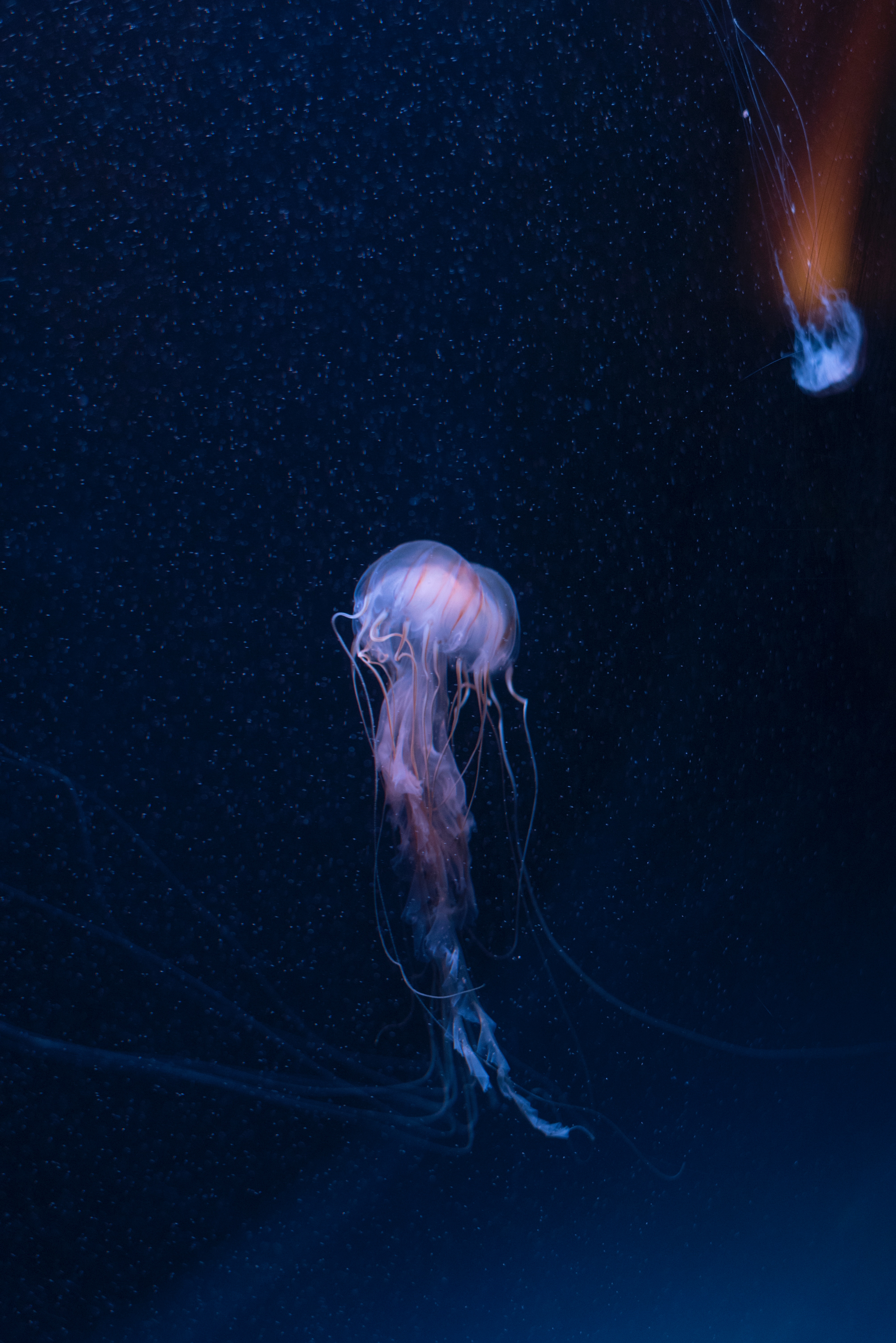 Phone Wallpaper ocean, jellyfish, tentacles, animals