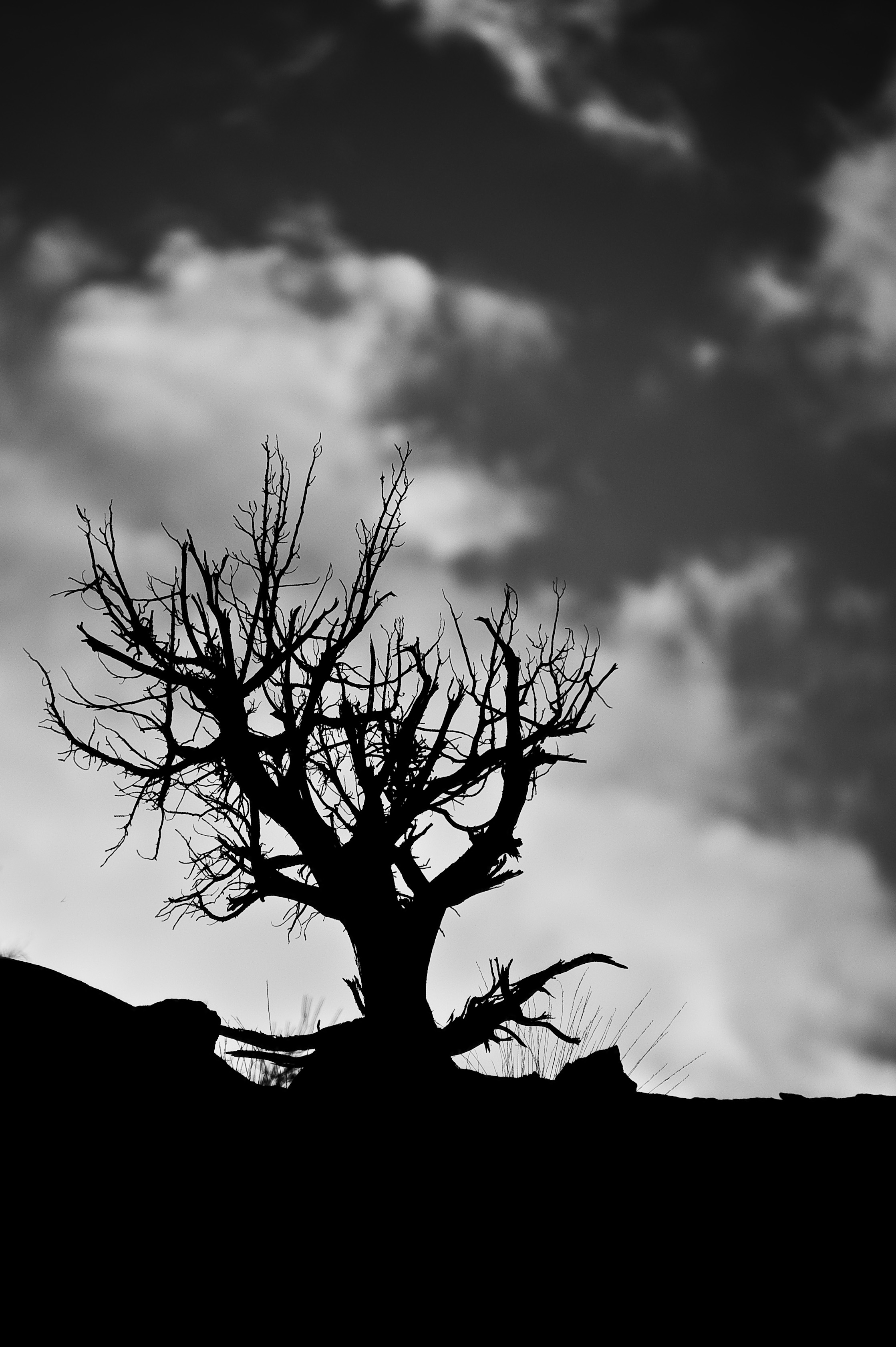 tree, nature, sky, clouds, wood, branches, bw, chb Full HD