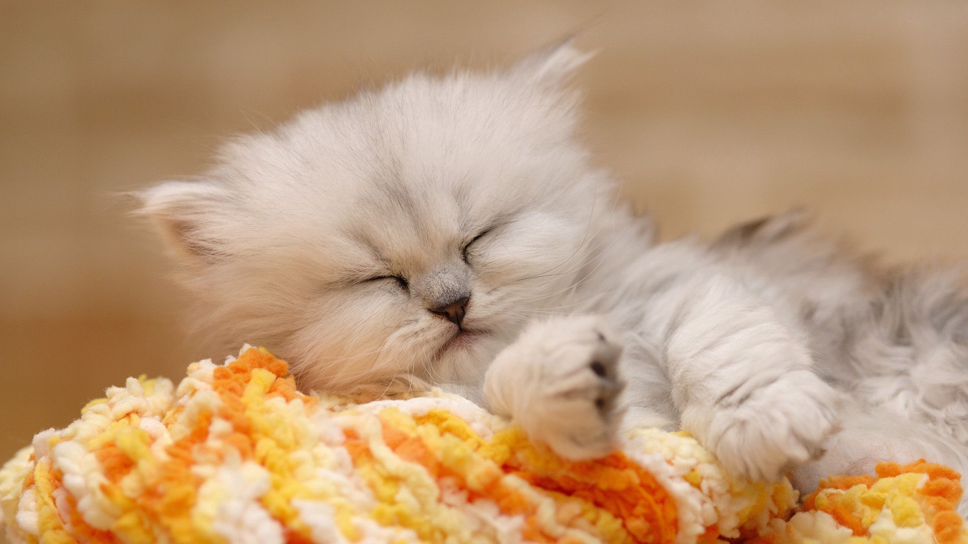 kitten, animals, fluffy, kitty, to lie down, lie HD wallpaper
