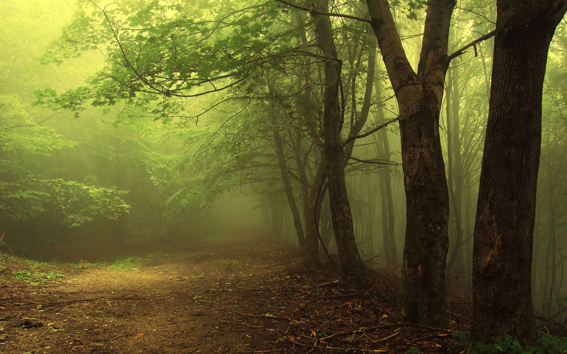 nature, tree, forest, path Fog Windows Backgrounds