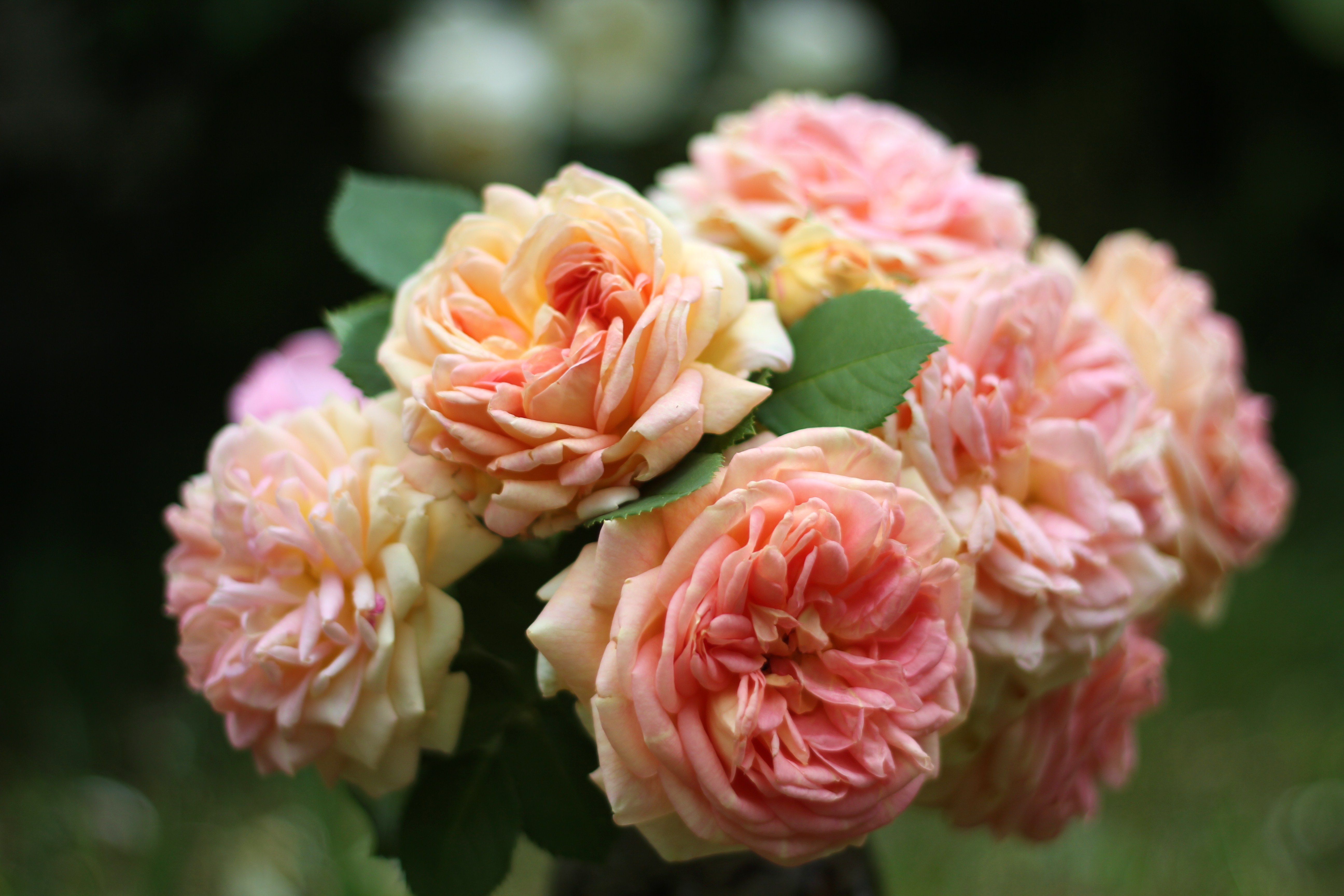 bouquet, close-up, roses HD Phone wallpaper