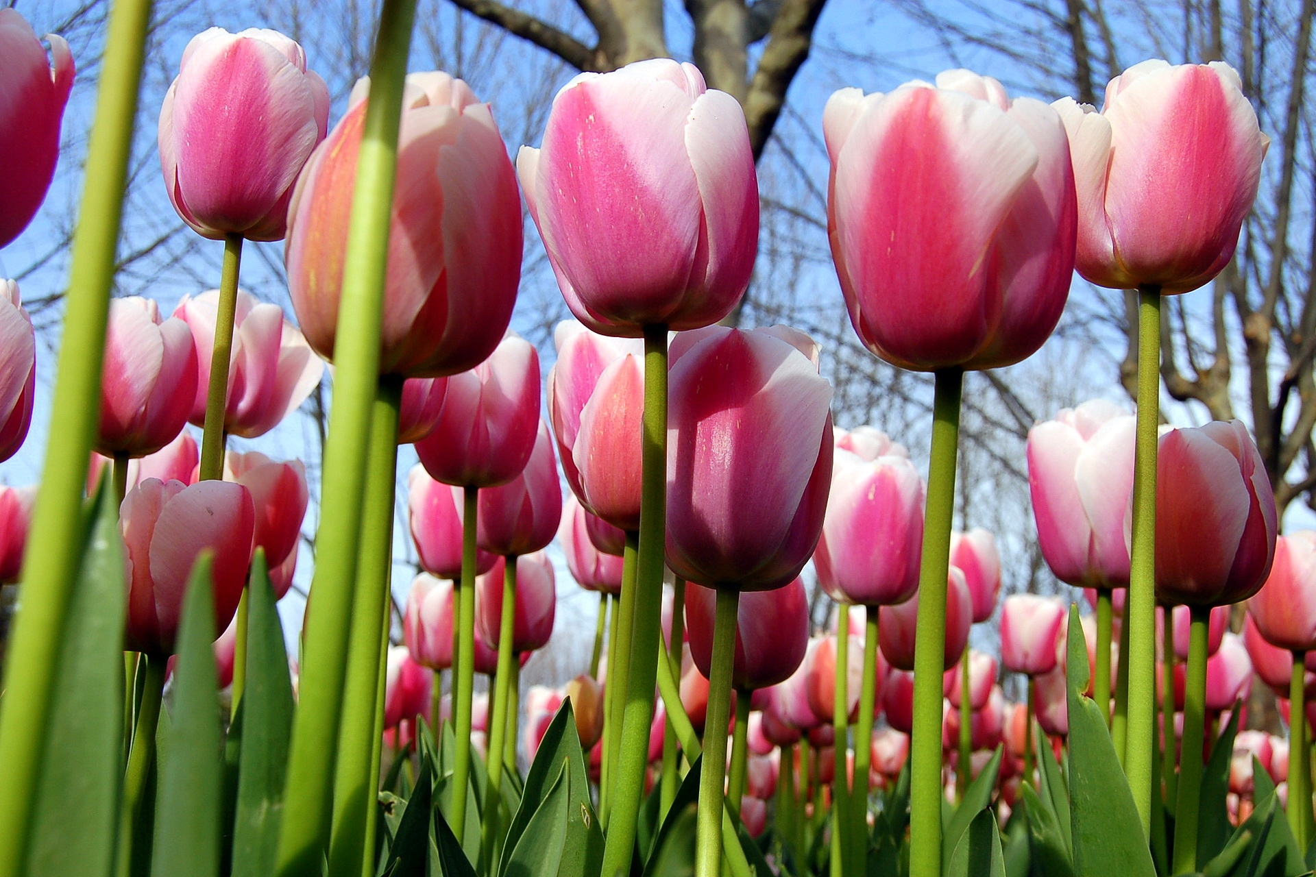 flowers, tulips, spring, trees, sky phone wallpaper