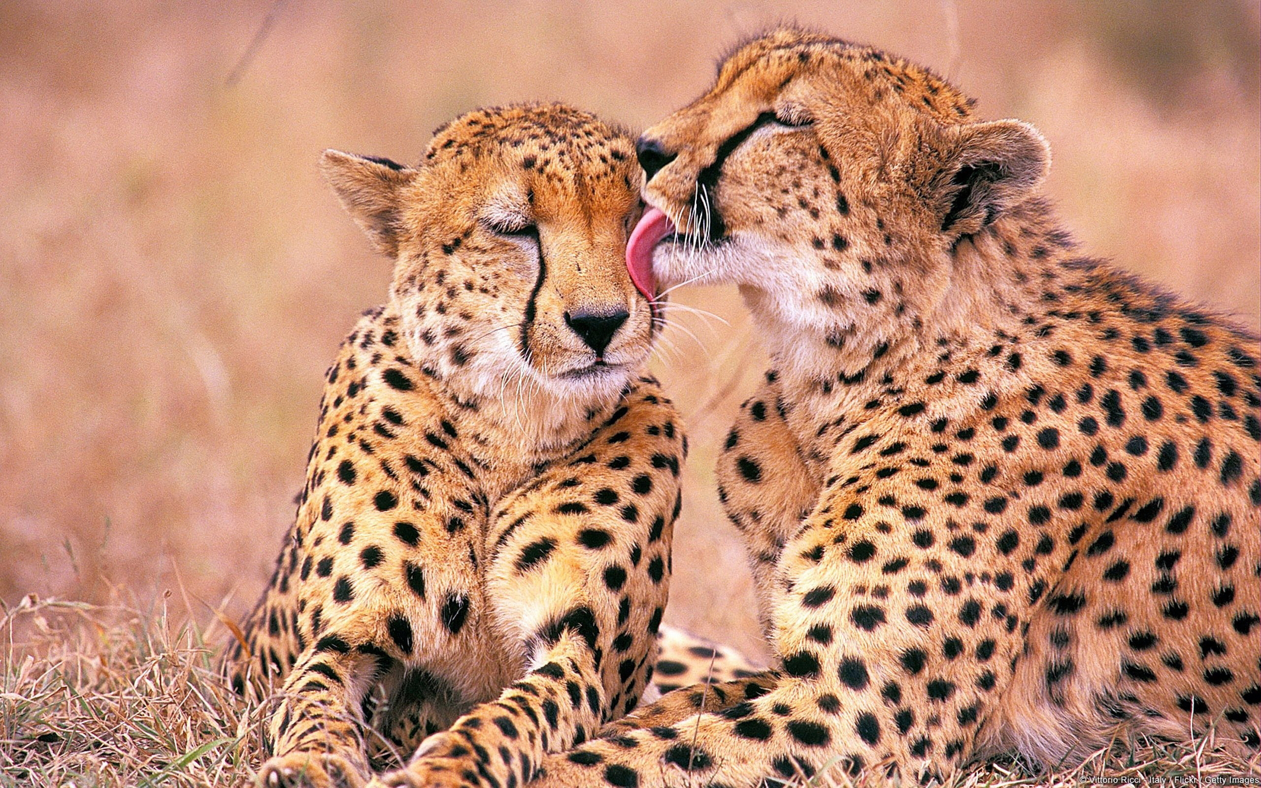 43838 Hintergrundbild herunterladen tiere, jaguar, orange - Bildschirmschoner und Bilder kostenlos