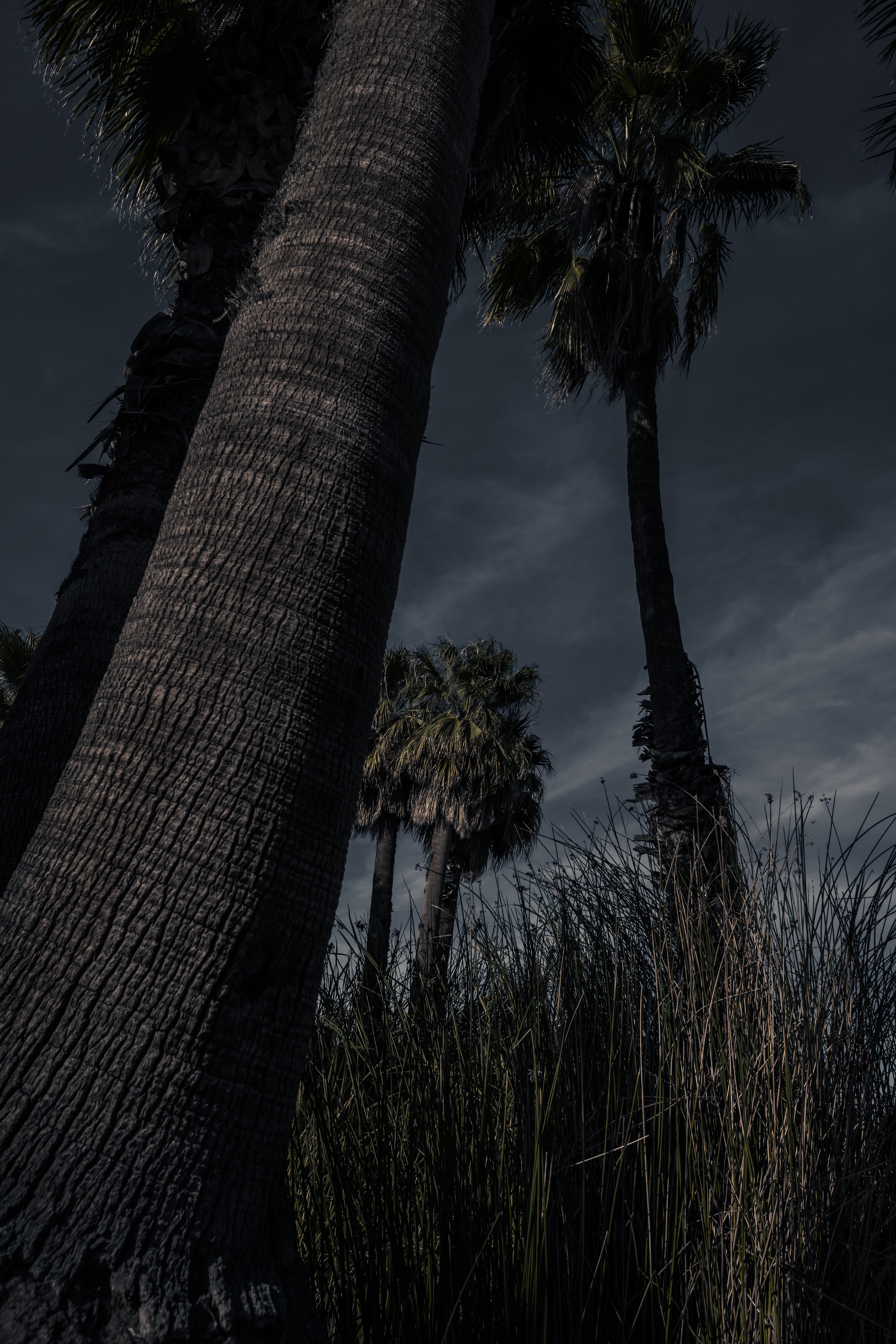 dark, nature, trees, grass, palms Phone Background