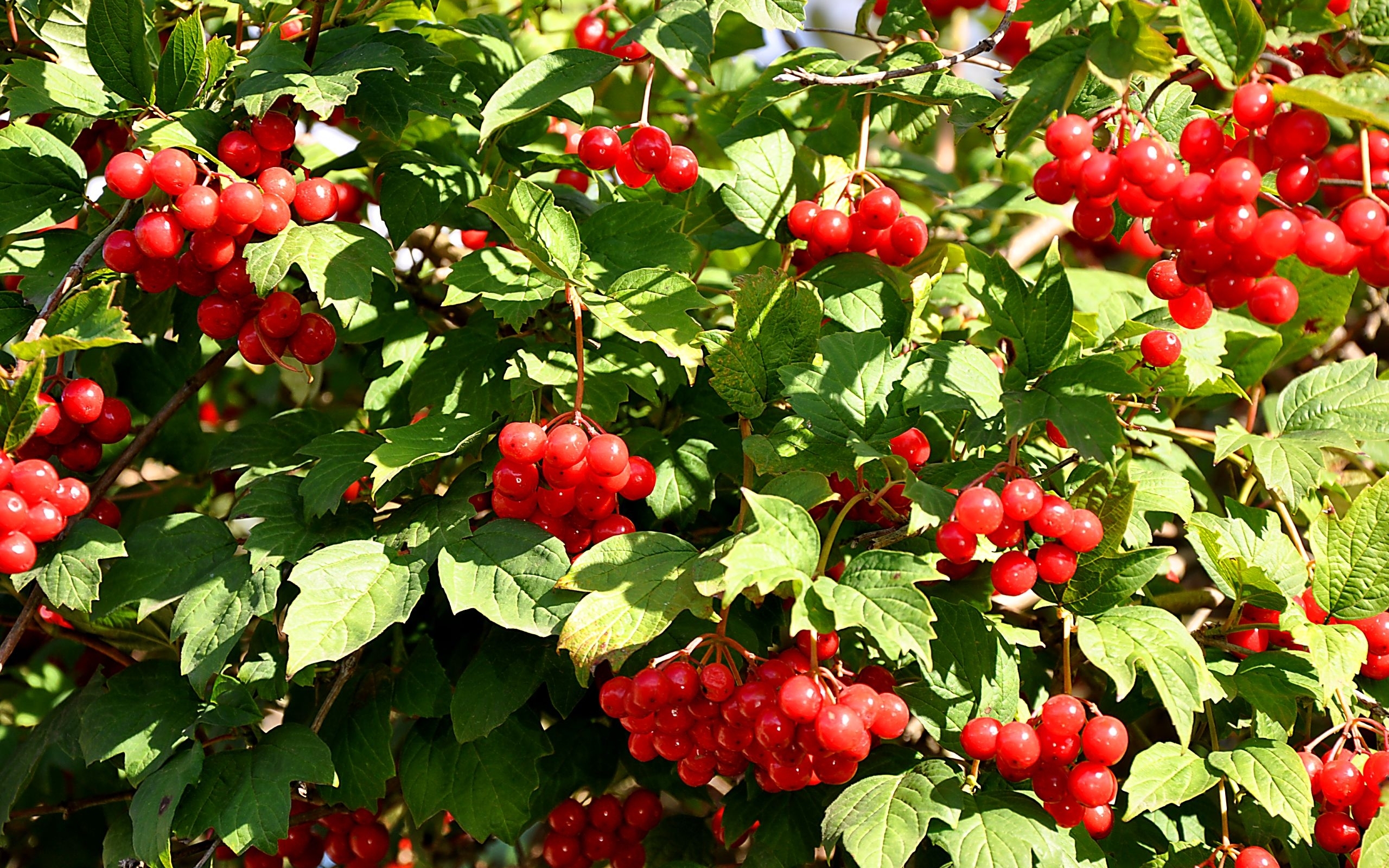 27190 Hintergrundbild herunterladen pflanzen, berries, bush - Bildschirmschoner und Bilder kostenlos