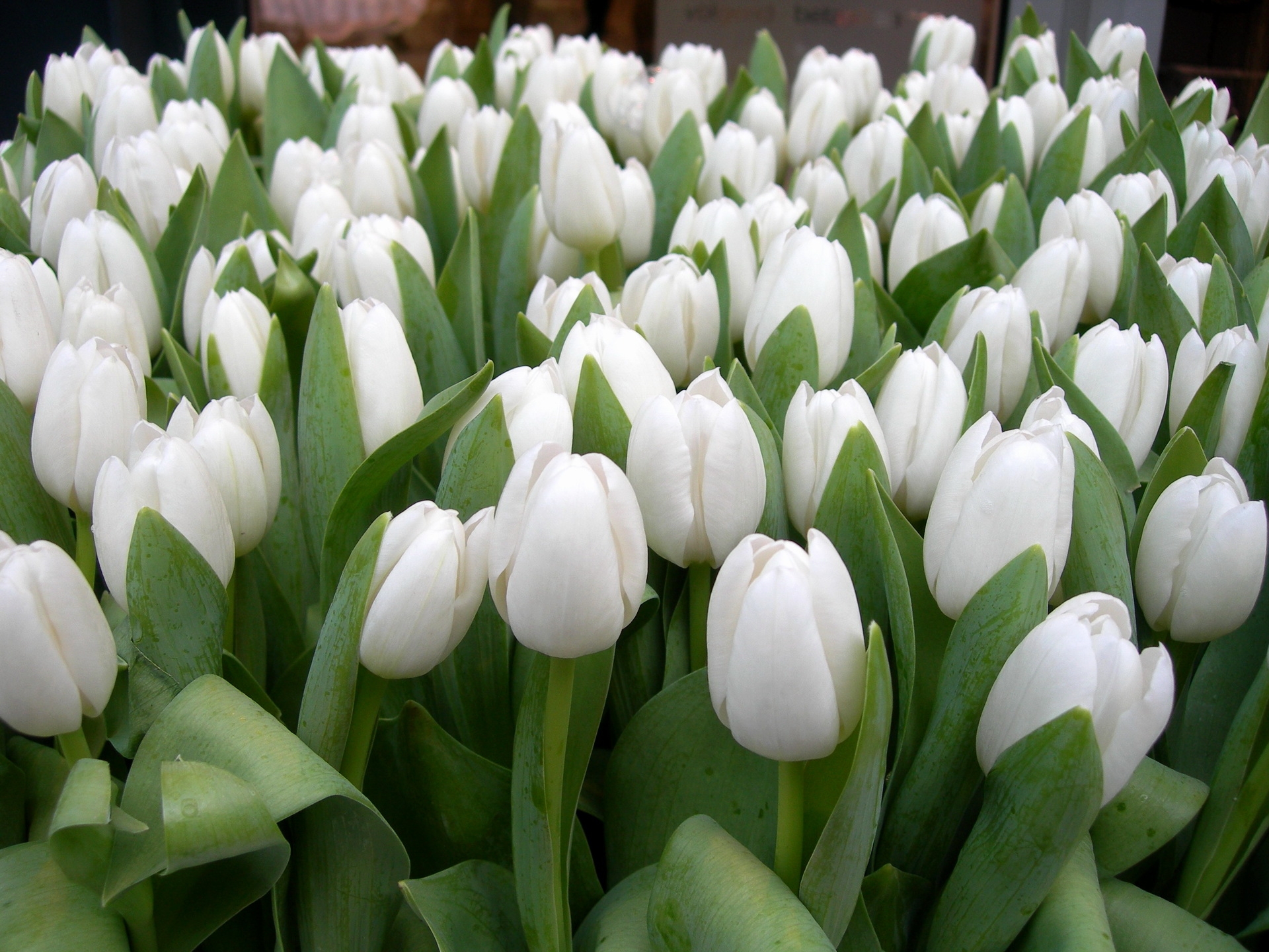 119656 download wallpaper flowers, tulips, white, beauty, greens, spring screensavers and pictures for free