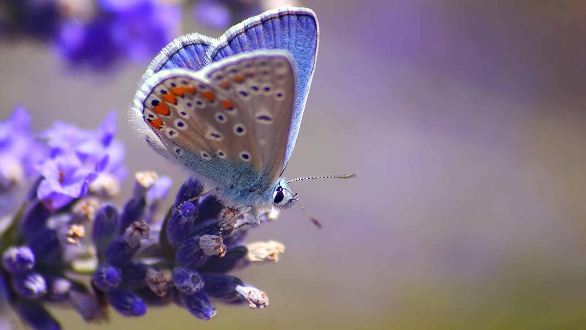 Die besten Schmetterling-Hintergründe für den Telefonbildschirm