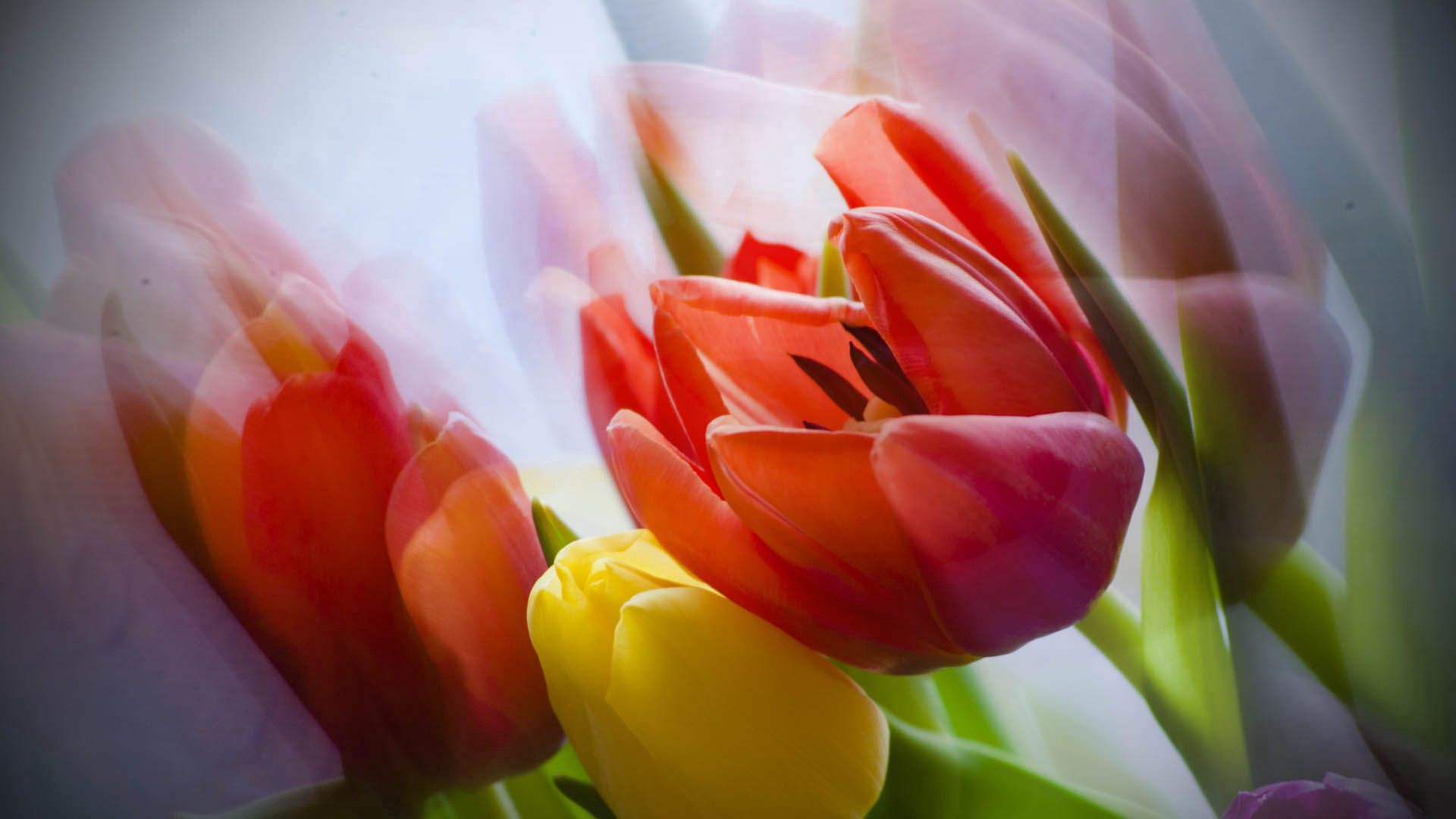 70770 Bild herunterladen blume, pflanze, makro, blütenblätter, tulip, tulpe - Hintergrundbilder und Bildschirmschoner kostenlos