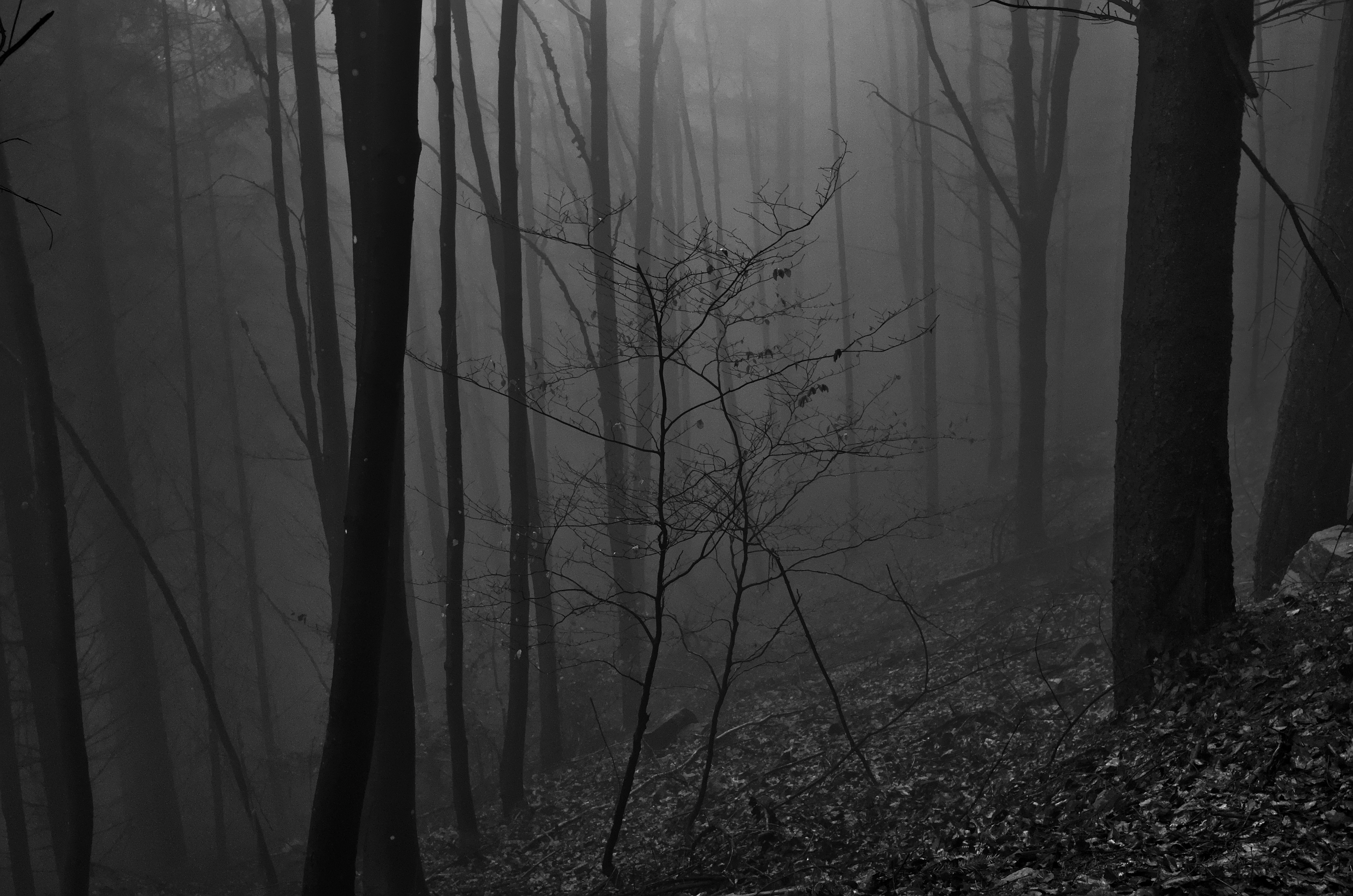 UHD wallpaper trees, chb, bw, forest