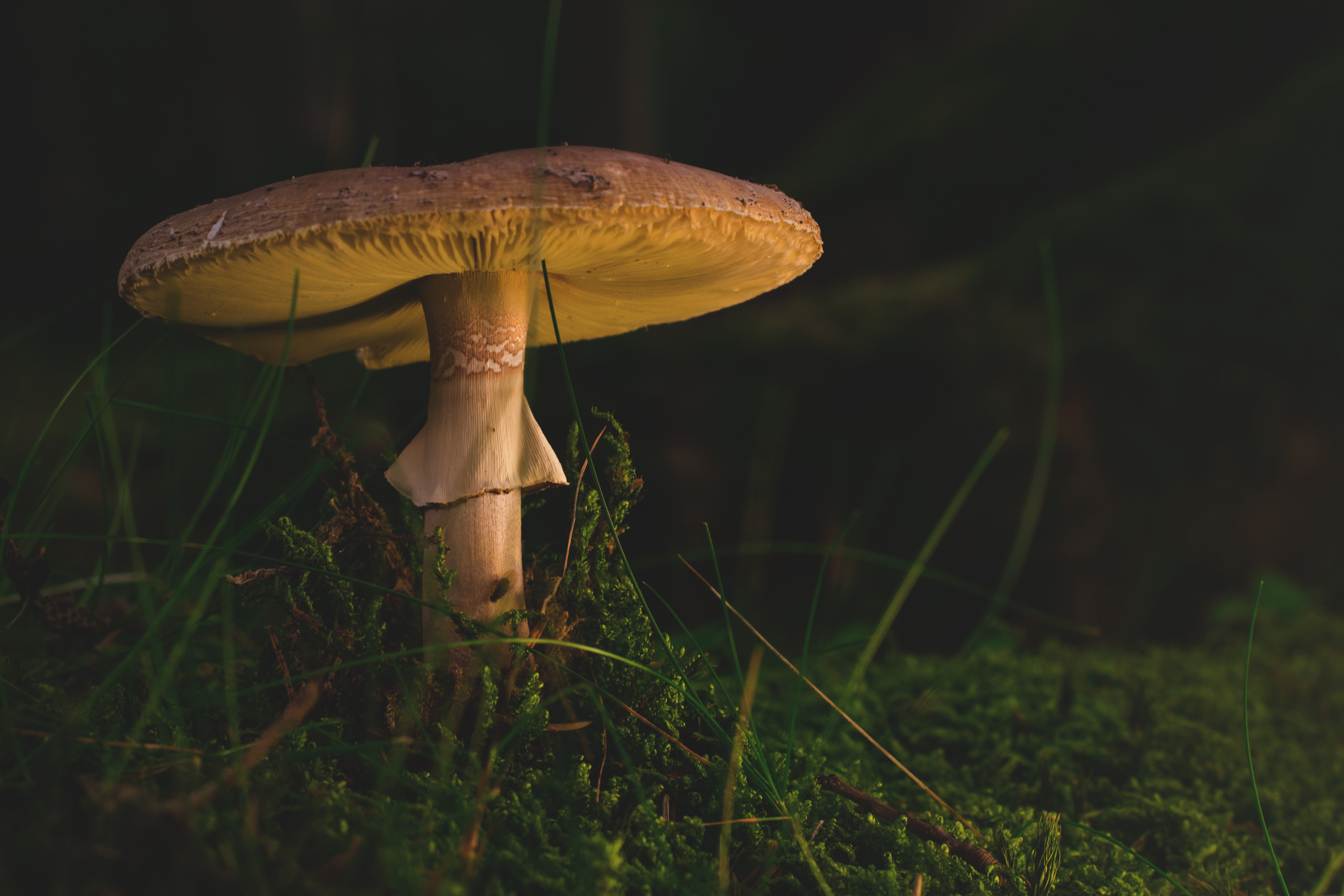 mushroom, nature, grass, fly agaric