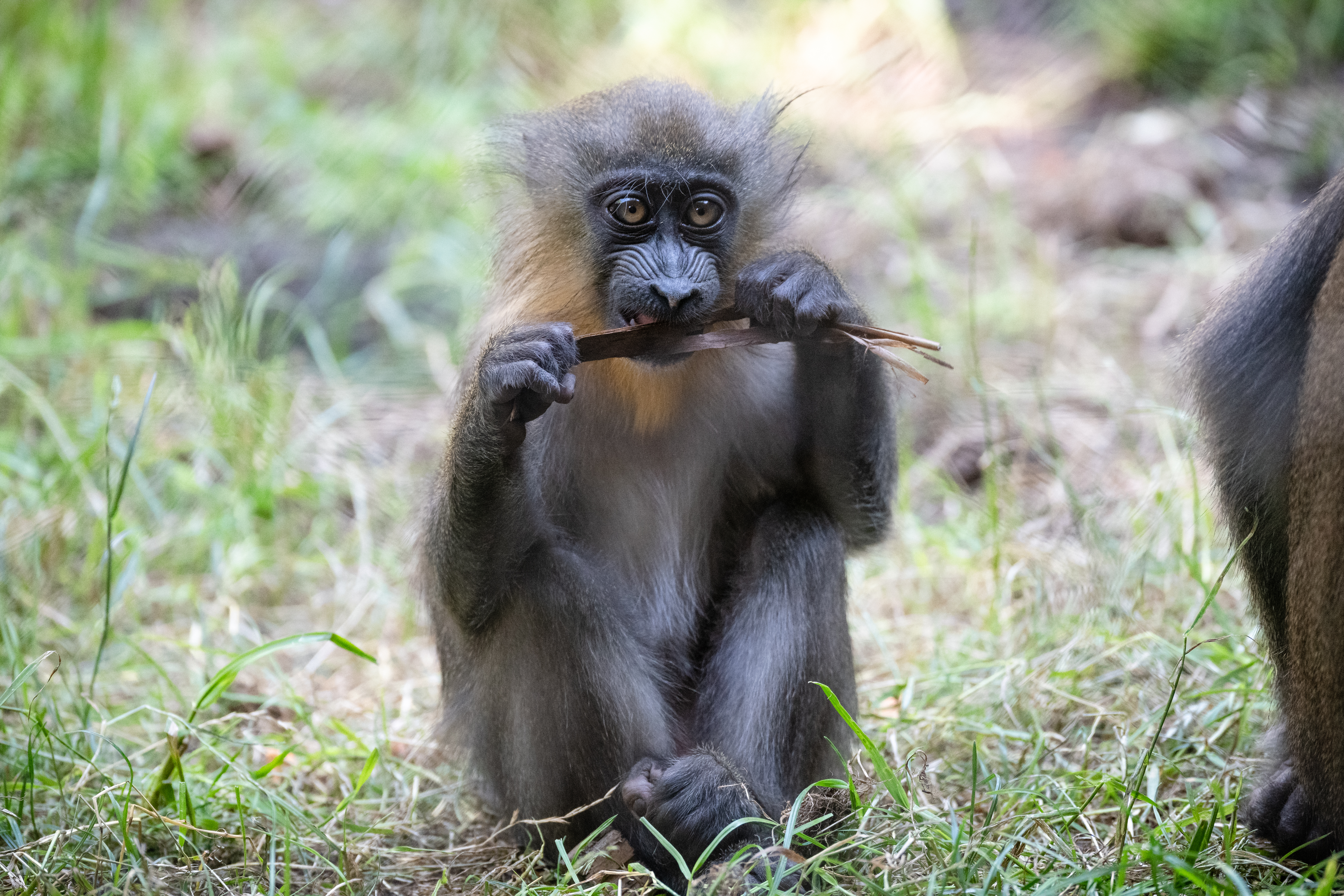 71351 Bildschirmschoner und Hintergrundbilder Primaten auf Ihrem Telefon. Laden Sie wilde natur, affe, lustig, komisch Bilder kostenlos herunter