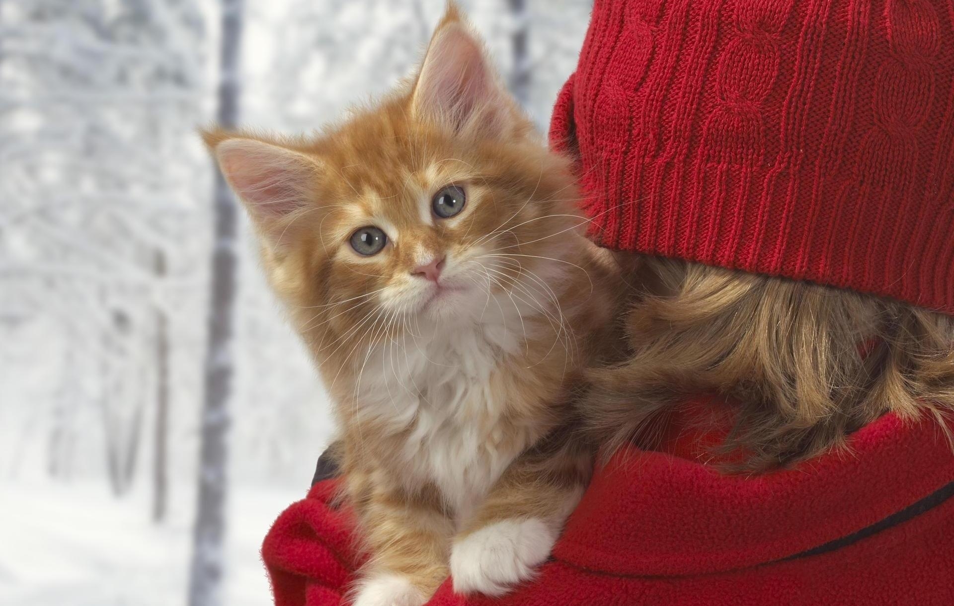 Laden Sie das Farbe, Tiere, Winter, Der Kater, Katze, Schnauze, Hände, Pflege-Bild kostenlos auf Ihren PC-Desktop herunter