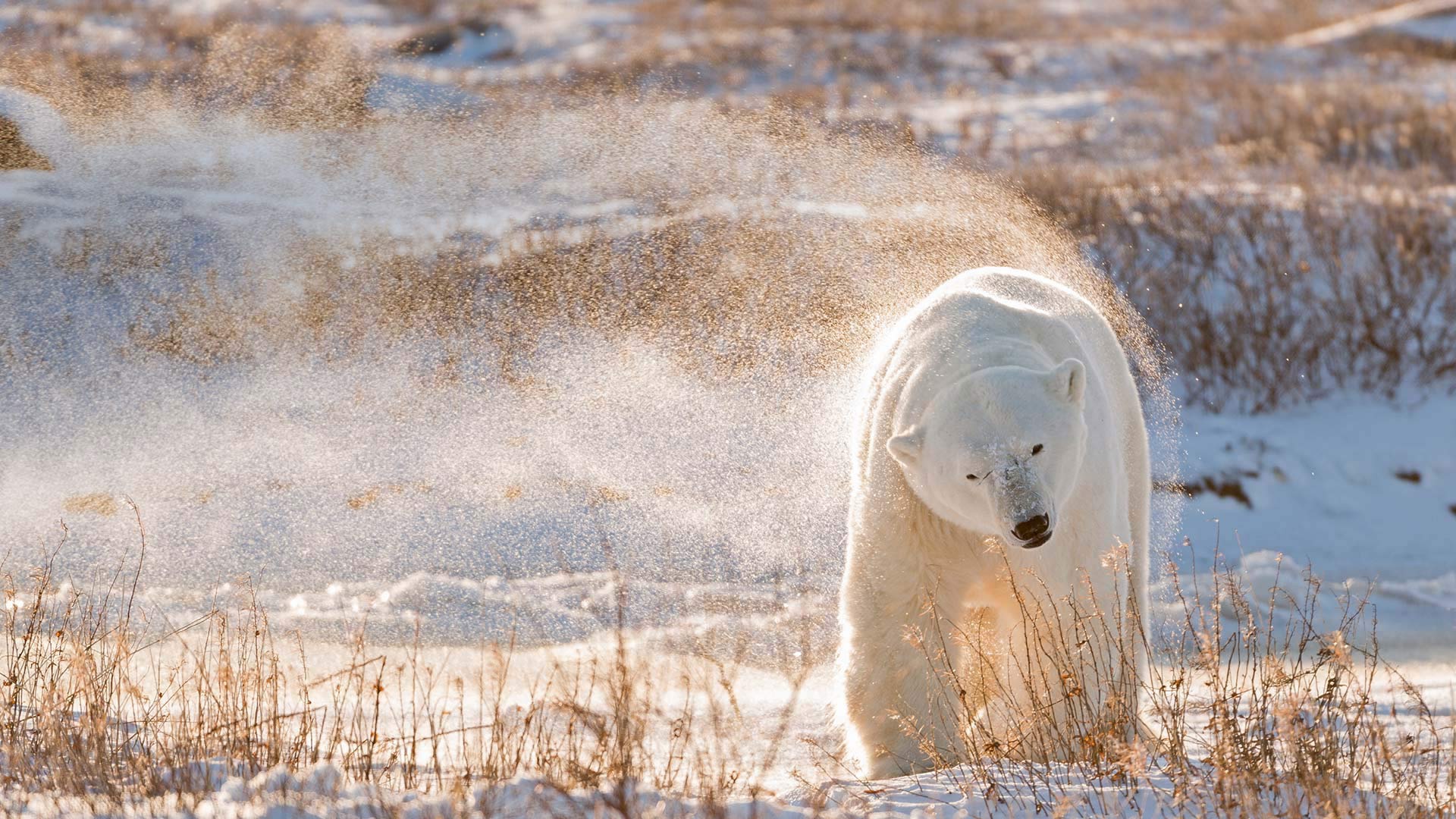 Белый медведь в тундре