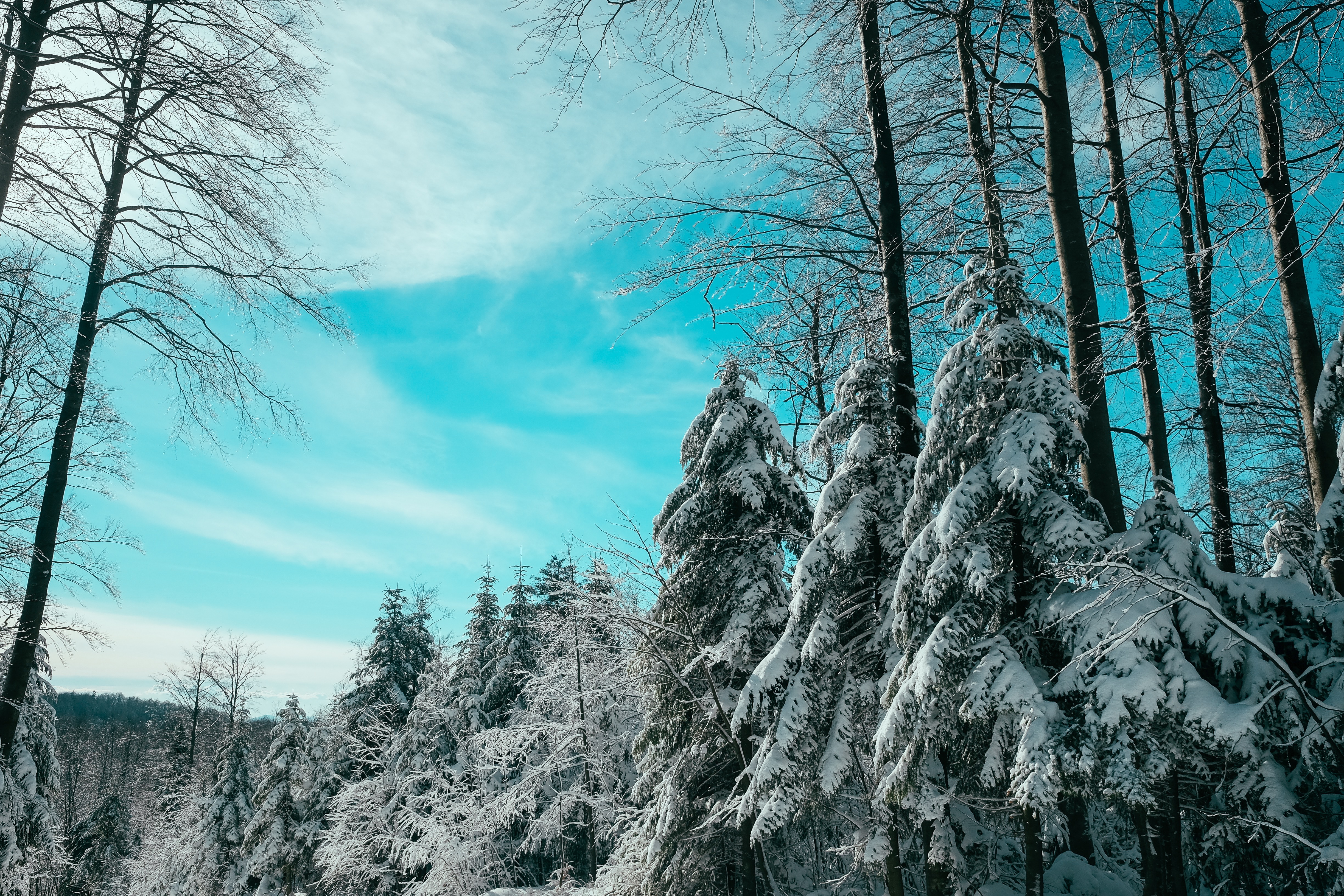 Handy-Wallpaper Wald, Winter, Natur, Sky, Aß, Aßen kostenlos herunterladen.