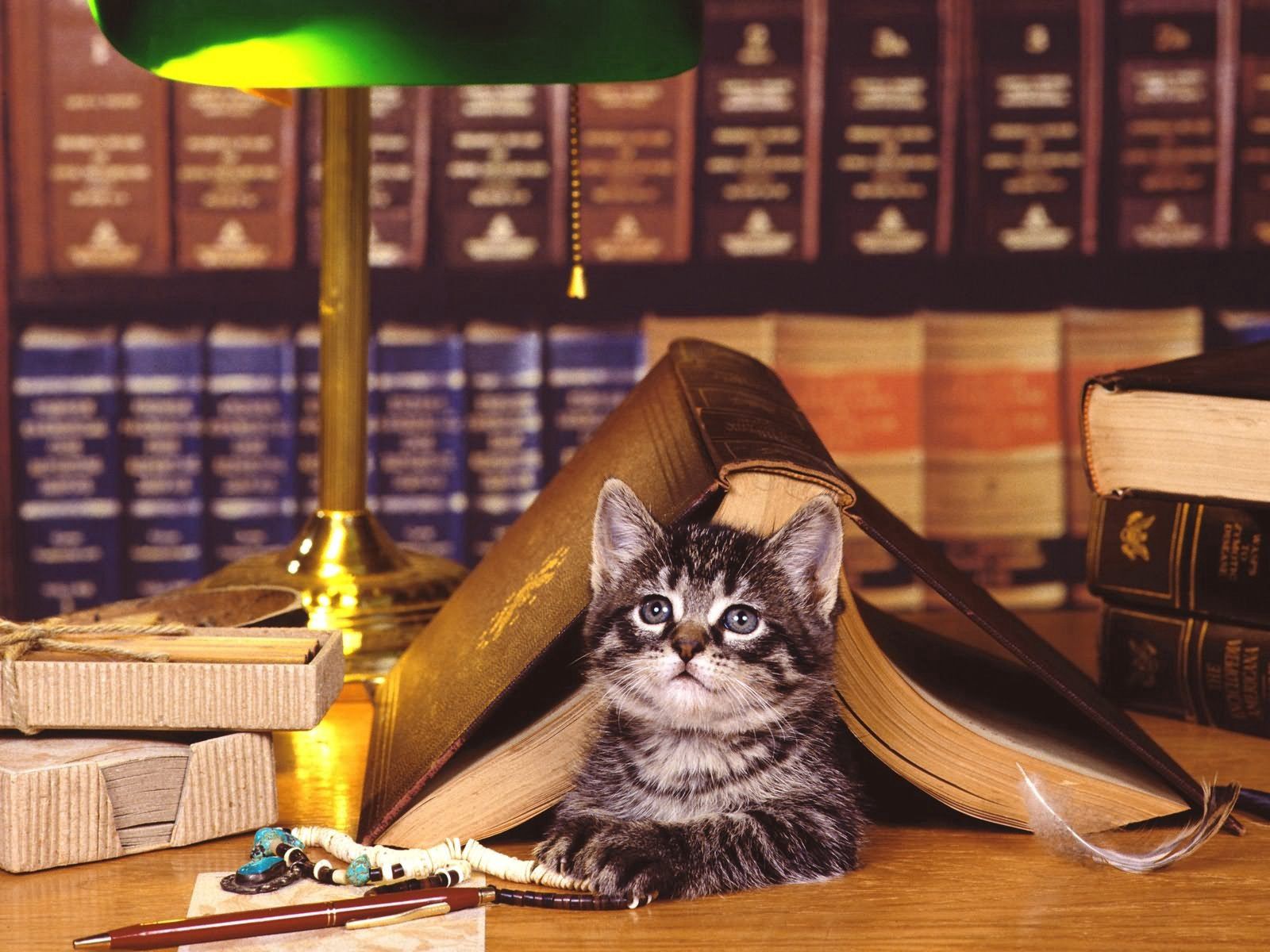 cat, animals, to lie down, lie, muzzle, book, library wallpapers for tablet
