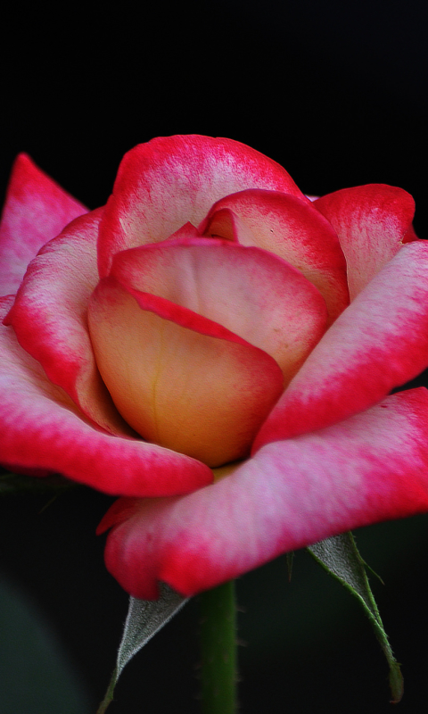 4K Phone Wallpaper pink rose, rose, close up, flowers