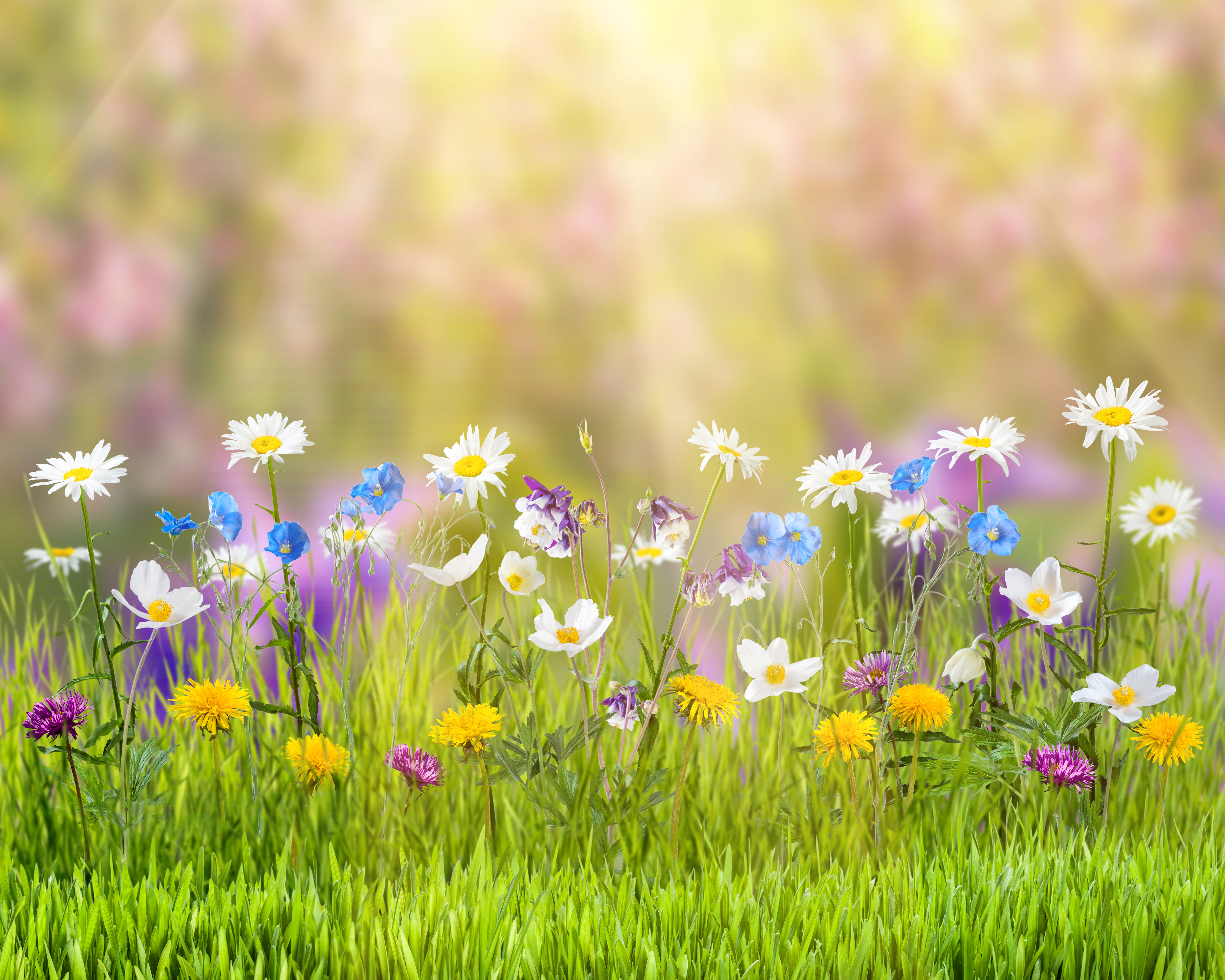 761811 免費下載壁紙 自然, 春季, 花, 草, 晴天, 白色的花, 黄花 屏保和圖片