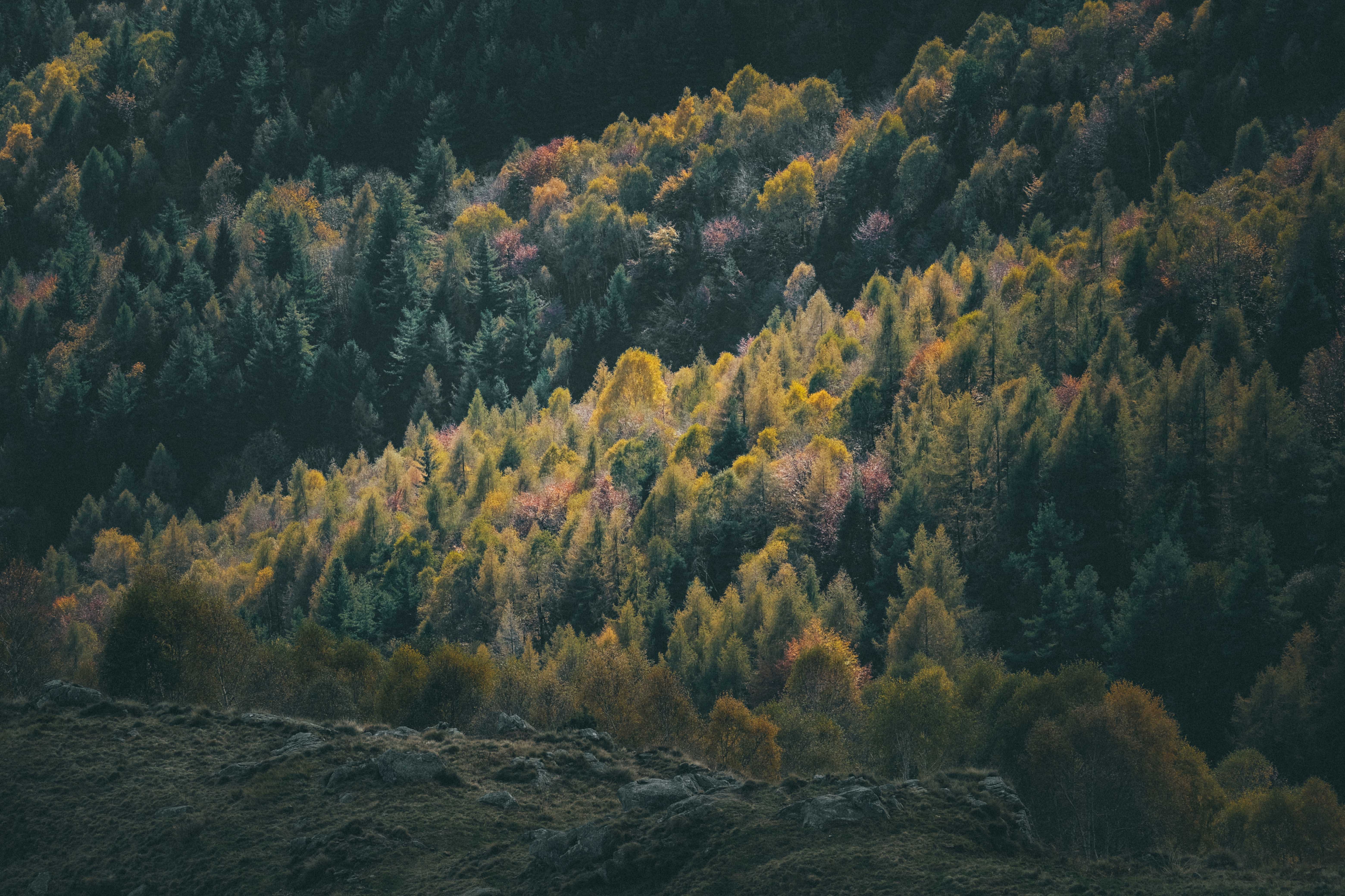 Laden Sie das Natur, Bäume, Nadel, Wald, Hügel, Hill, Nadelholz-Bild kostenlos auf Ihren PC-Desktop herunter