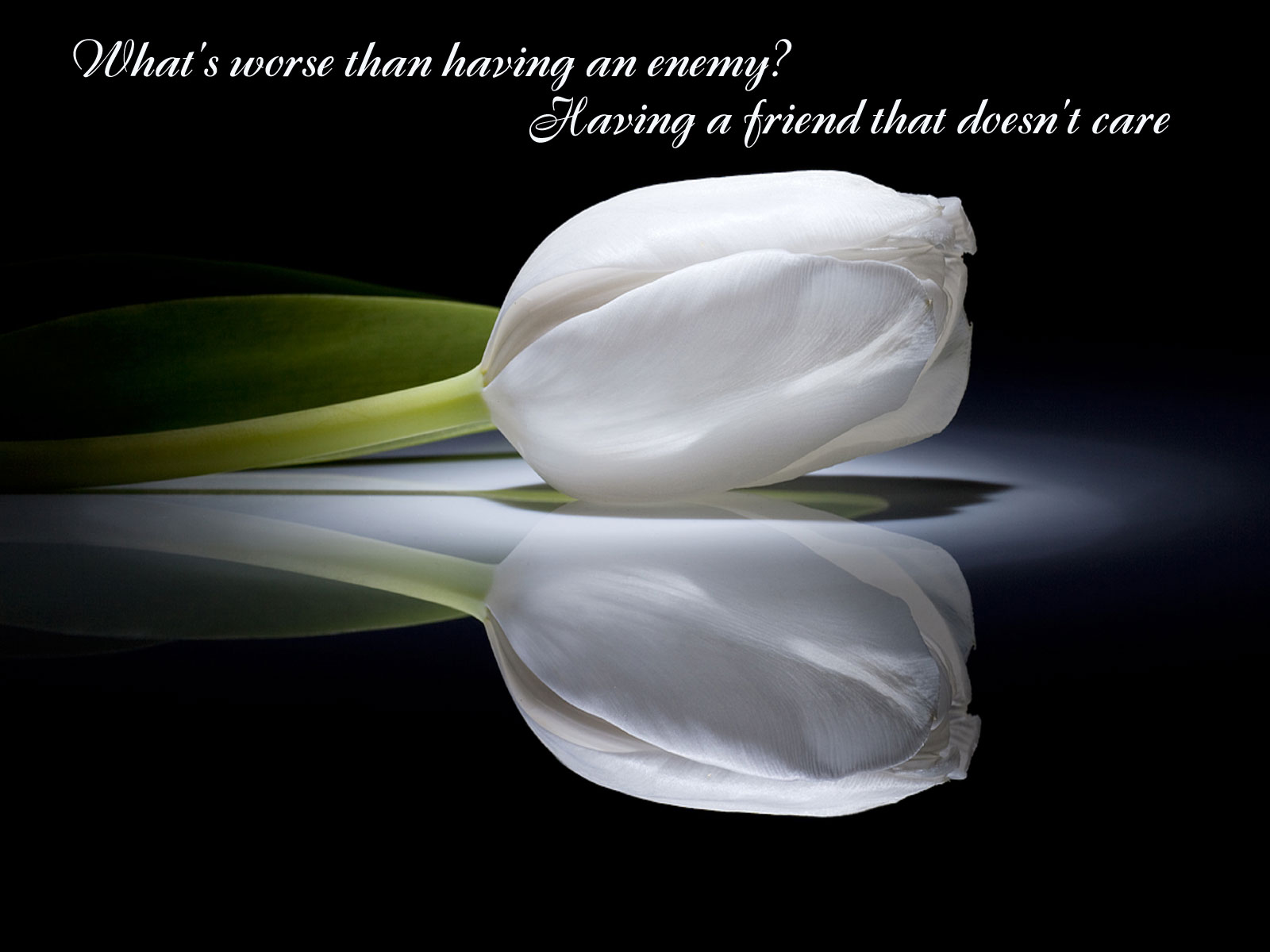 HD desktop wallpaper: Flower, Sad, Mood, Tulip, Quote, Misc download free  picture #552541
