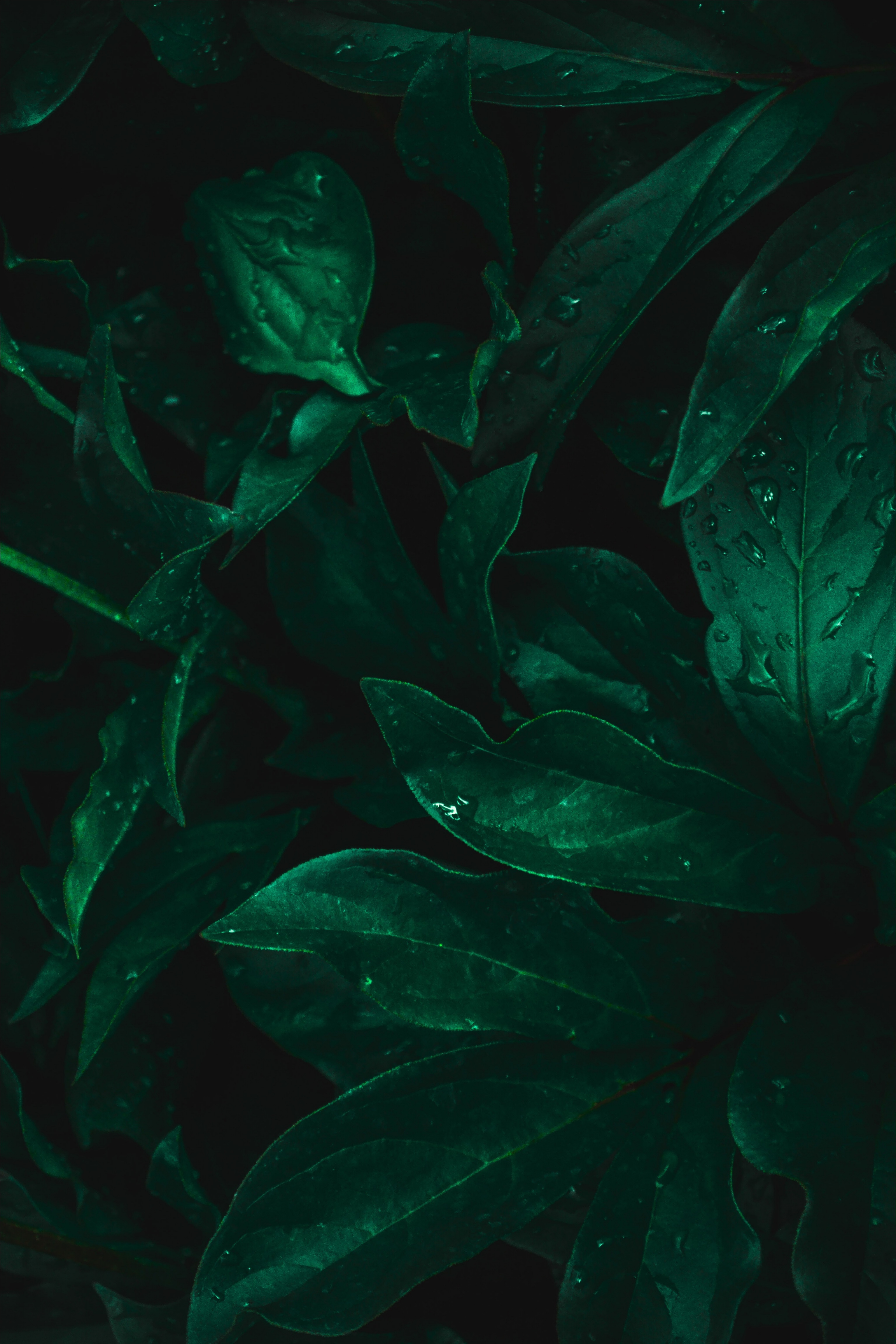 leaves, drops, green, macro, dark, moisture High Definition image