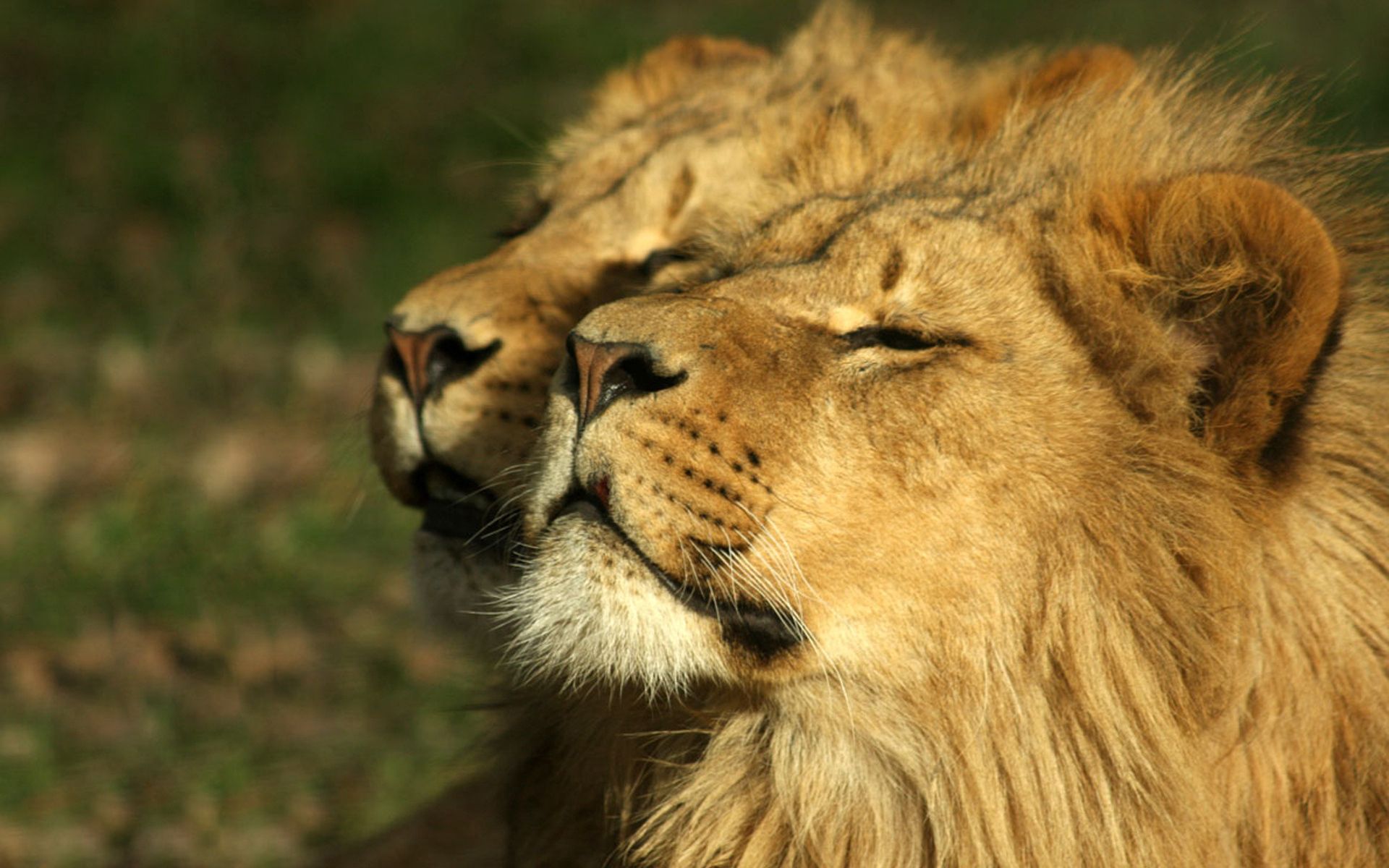 Free Images pair, rest, relaxation, admire Lion