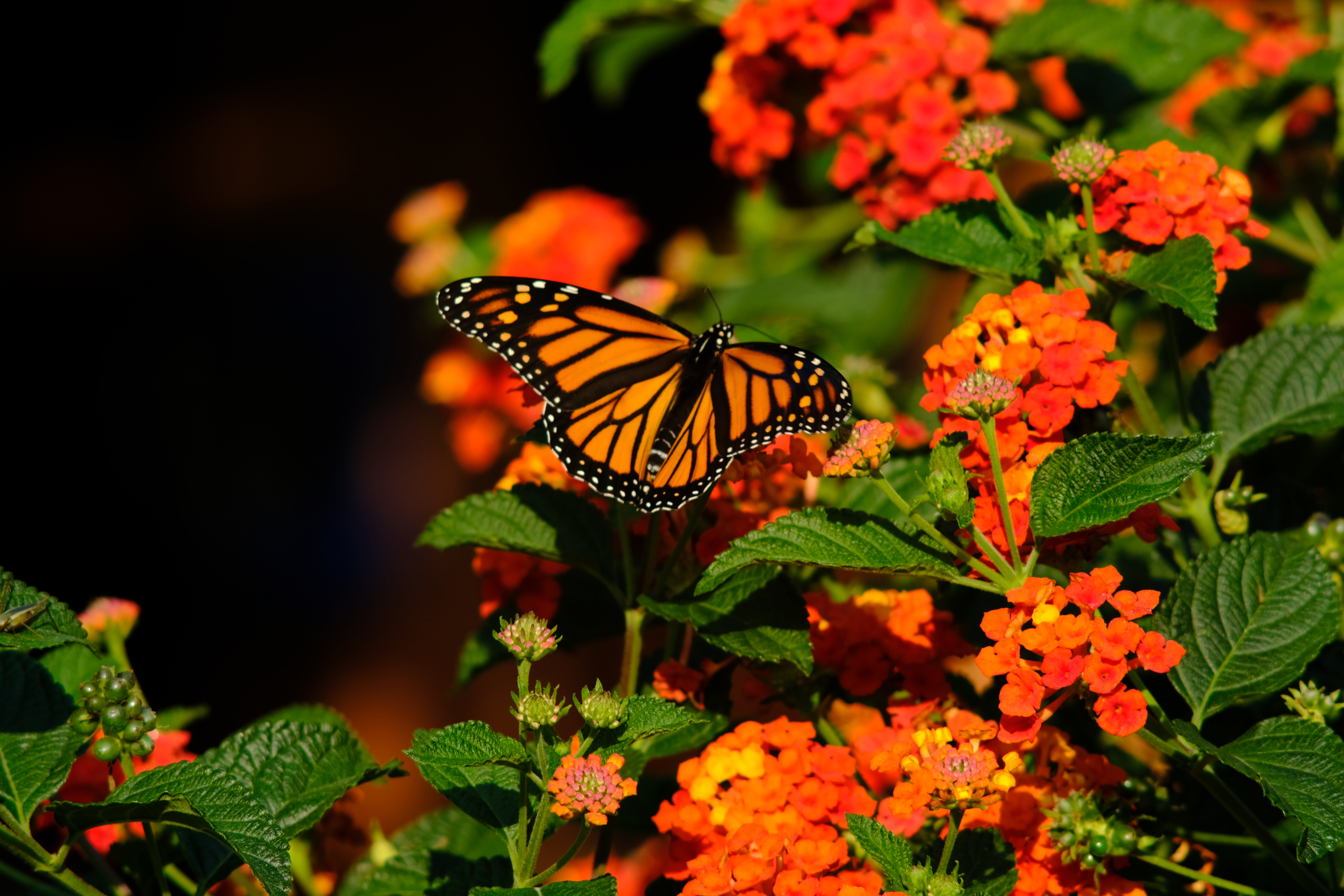 animals, wings, monarch butterfly, flowers Ultrawide Wallpapers