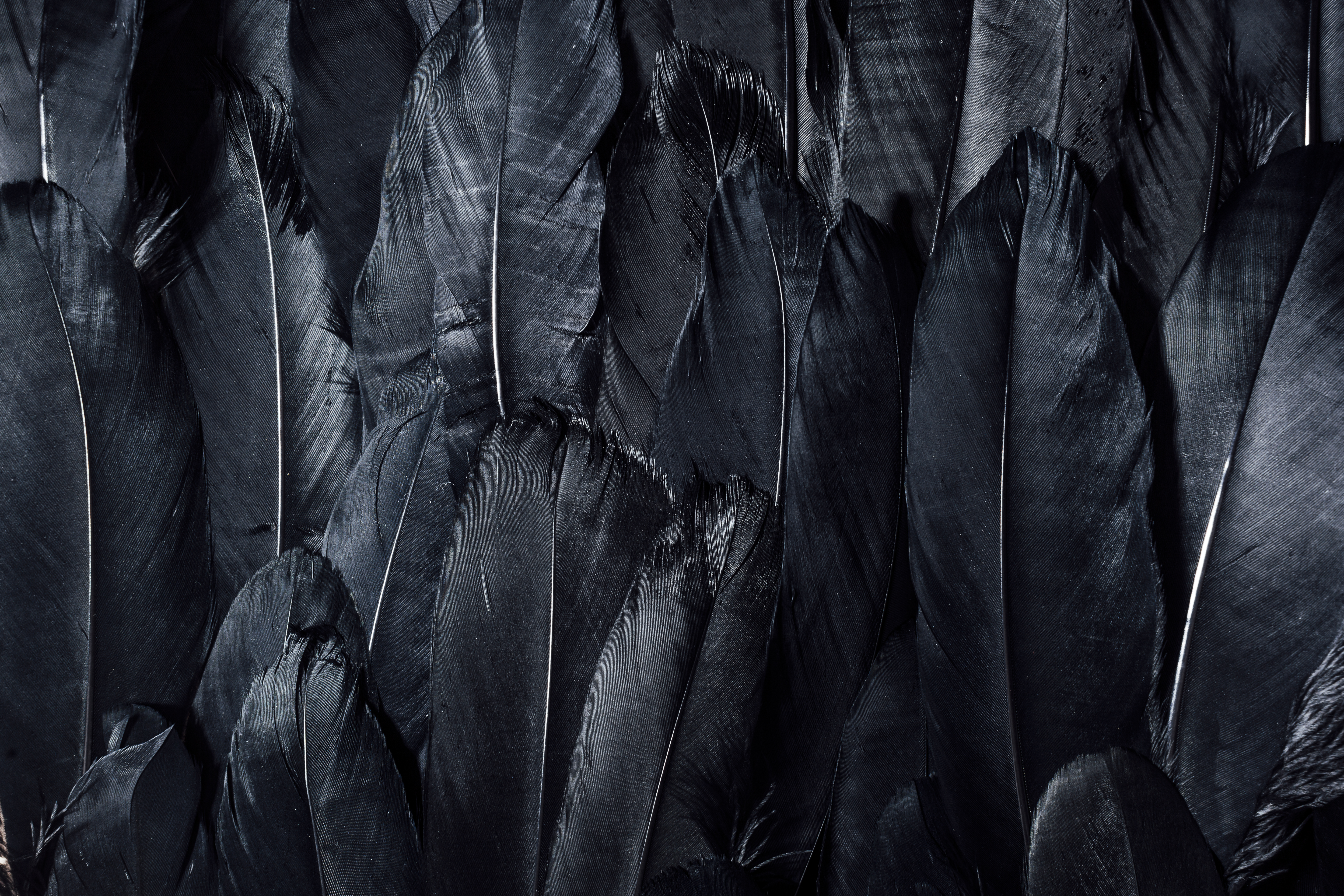 feather, dark, black