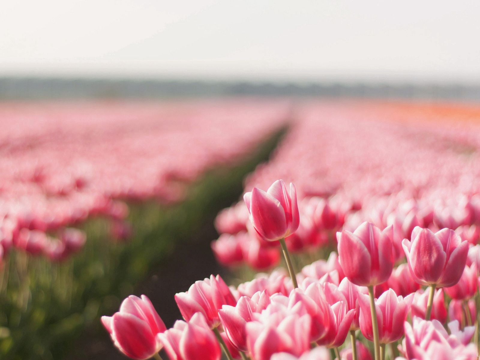 Spring tulips, flowers, field, sharpness 4k Wallpaper