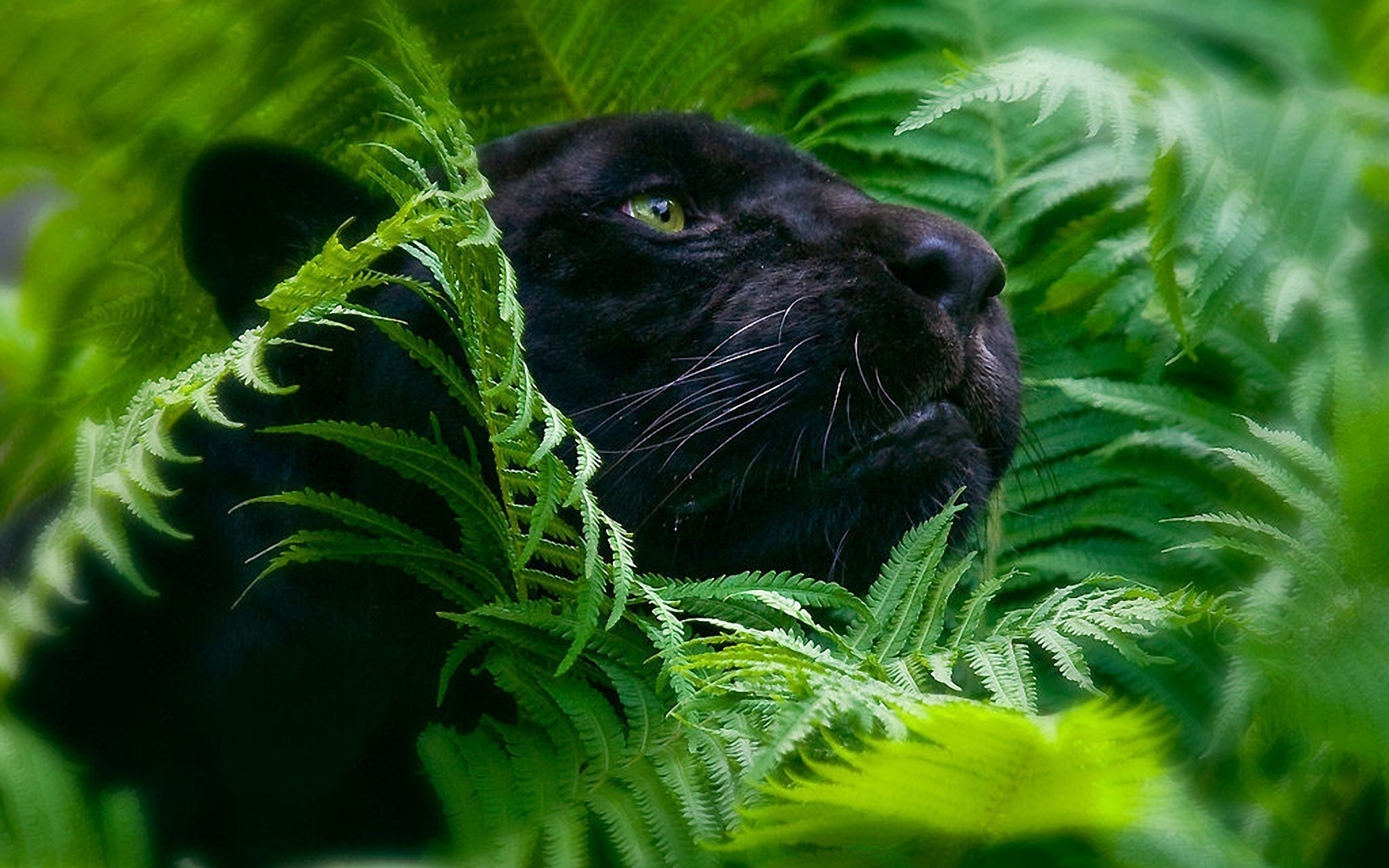 38646 Screensavers and Wallpapers Panthers for phone. Download animals, panthers, green pictures for free