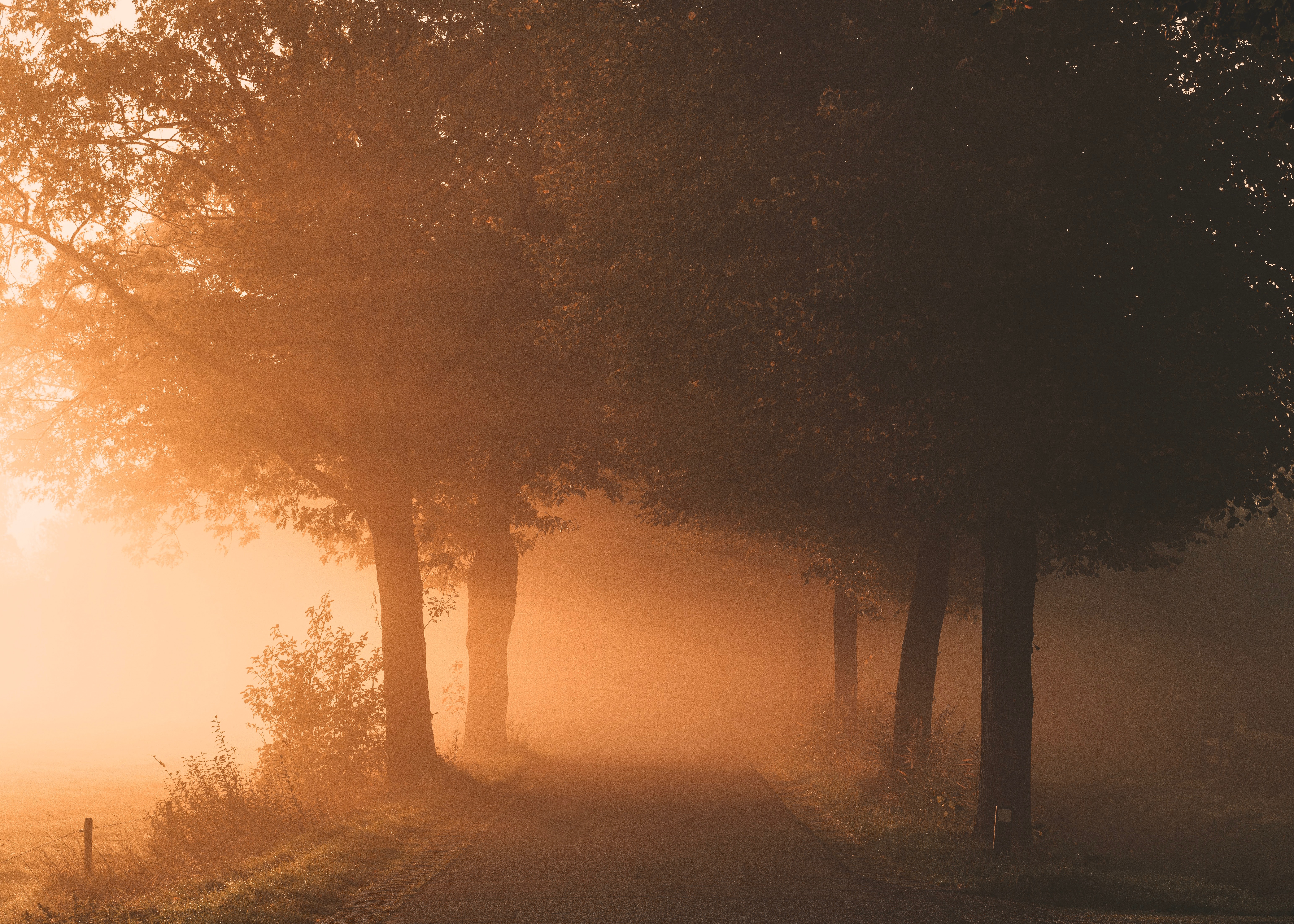 81375 1920x1200 PC pictures for free, download fog, shine, path, light 1920x1200 wallpapers on your desktop