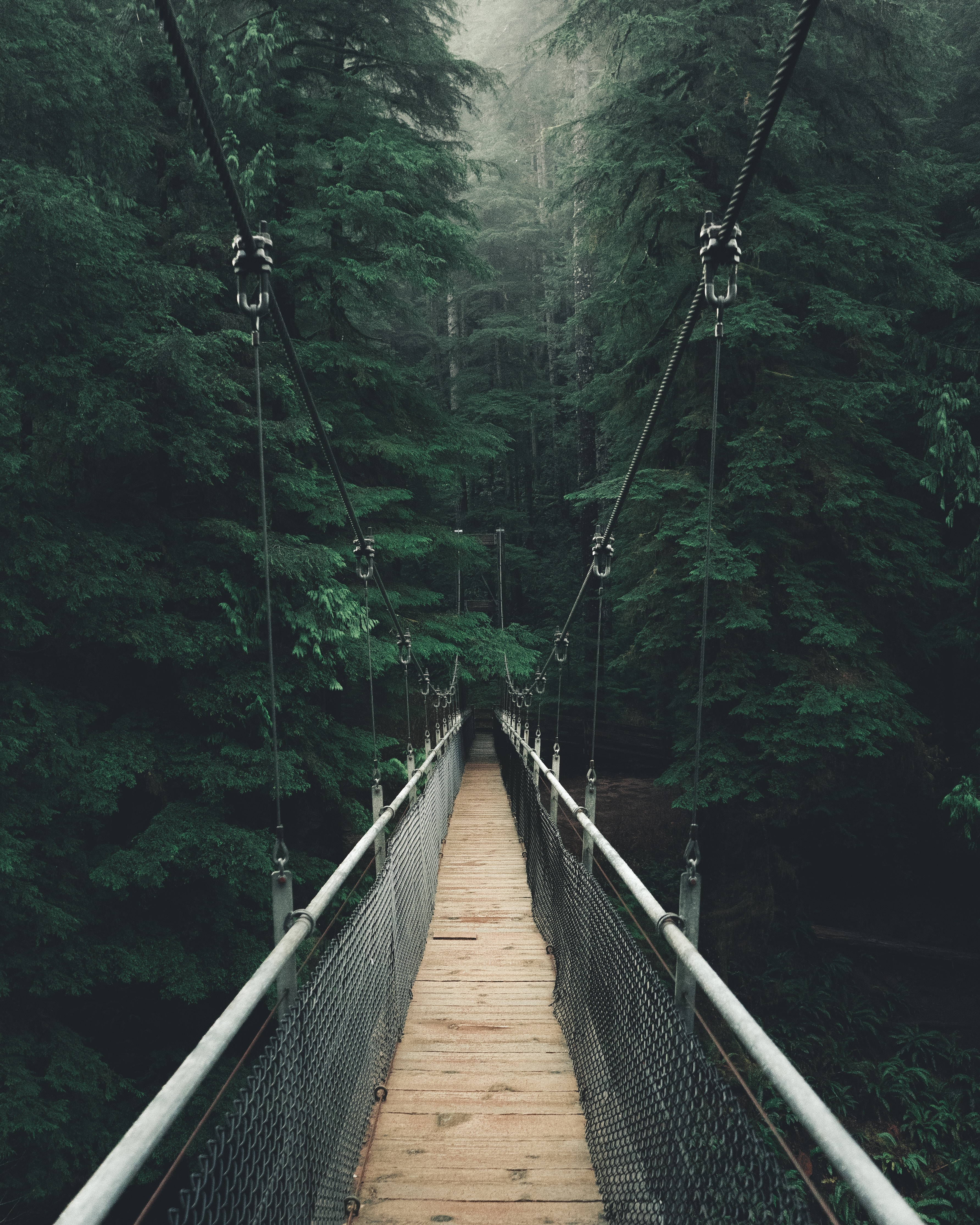 nature, bridge, forest, fog, cable bridge, rope bridge, suspension bridge cell phone wallpapers