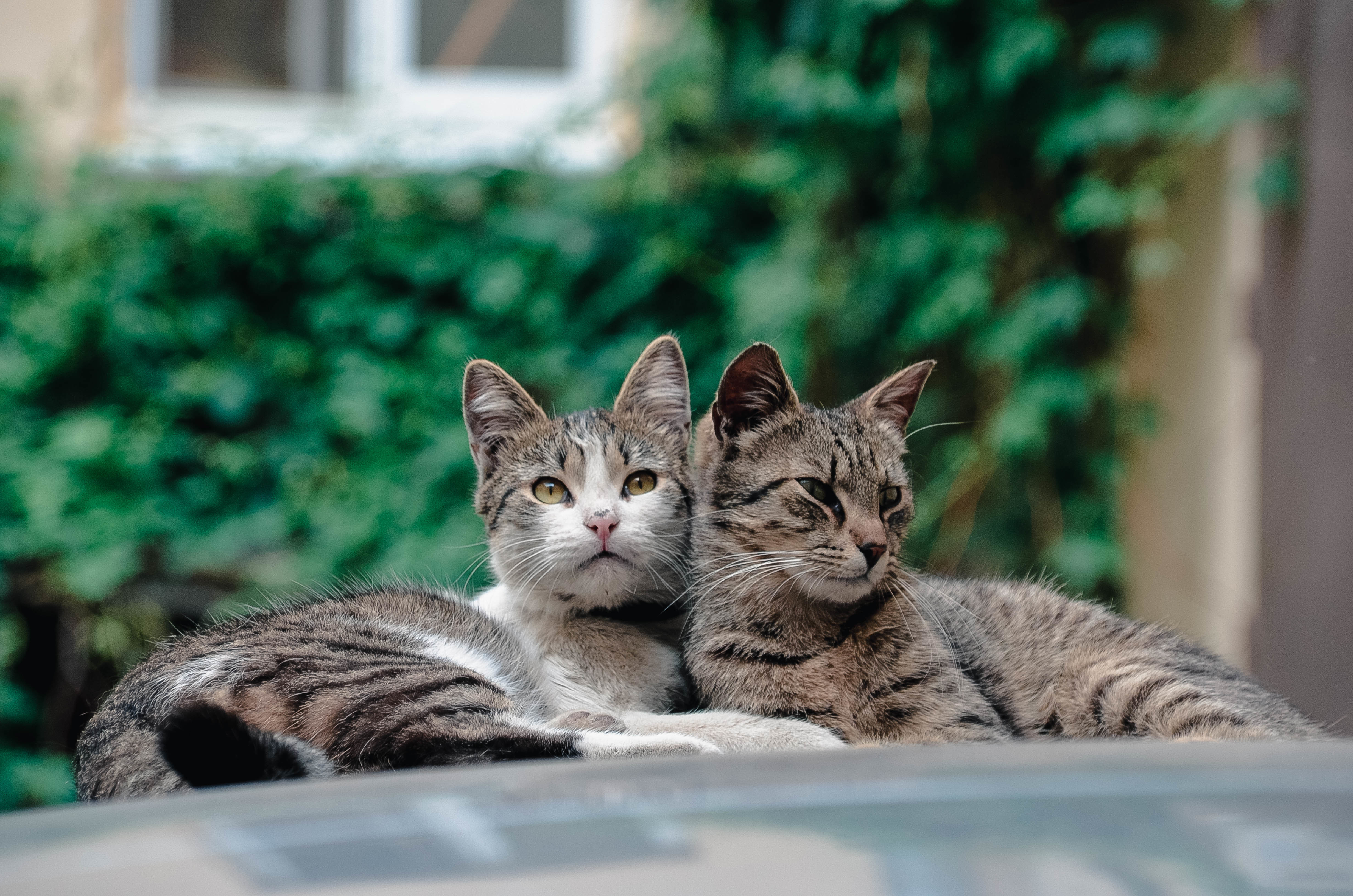 Laden Sie das Katzen, Tiere, Paar, Sich Hinlegen, Liegen-Bild kostenlos auf Ihren PC-Desktop herunter