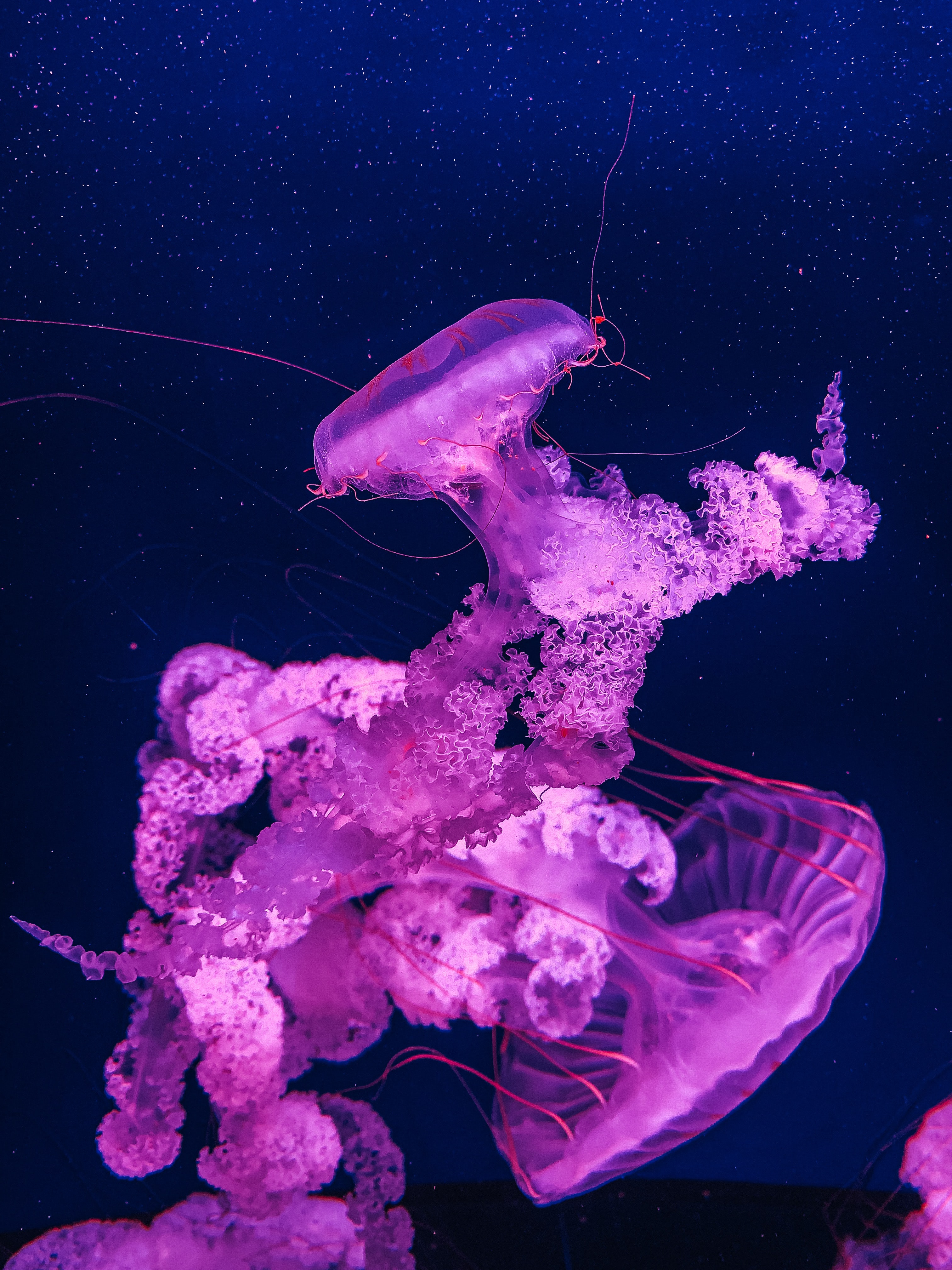 violet, water, macro, jellyfish Hd 1080p Mobile