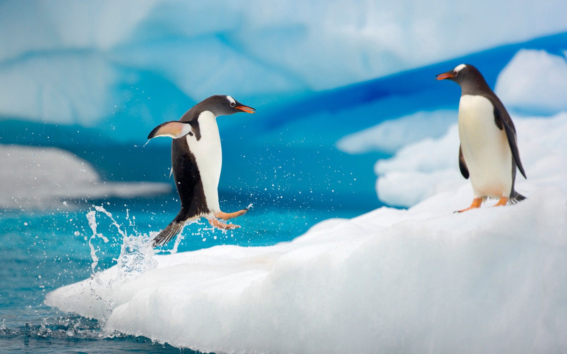 animals, pinguins, ice, snow, couple, pair, bounce, jump, arctic, antarctica