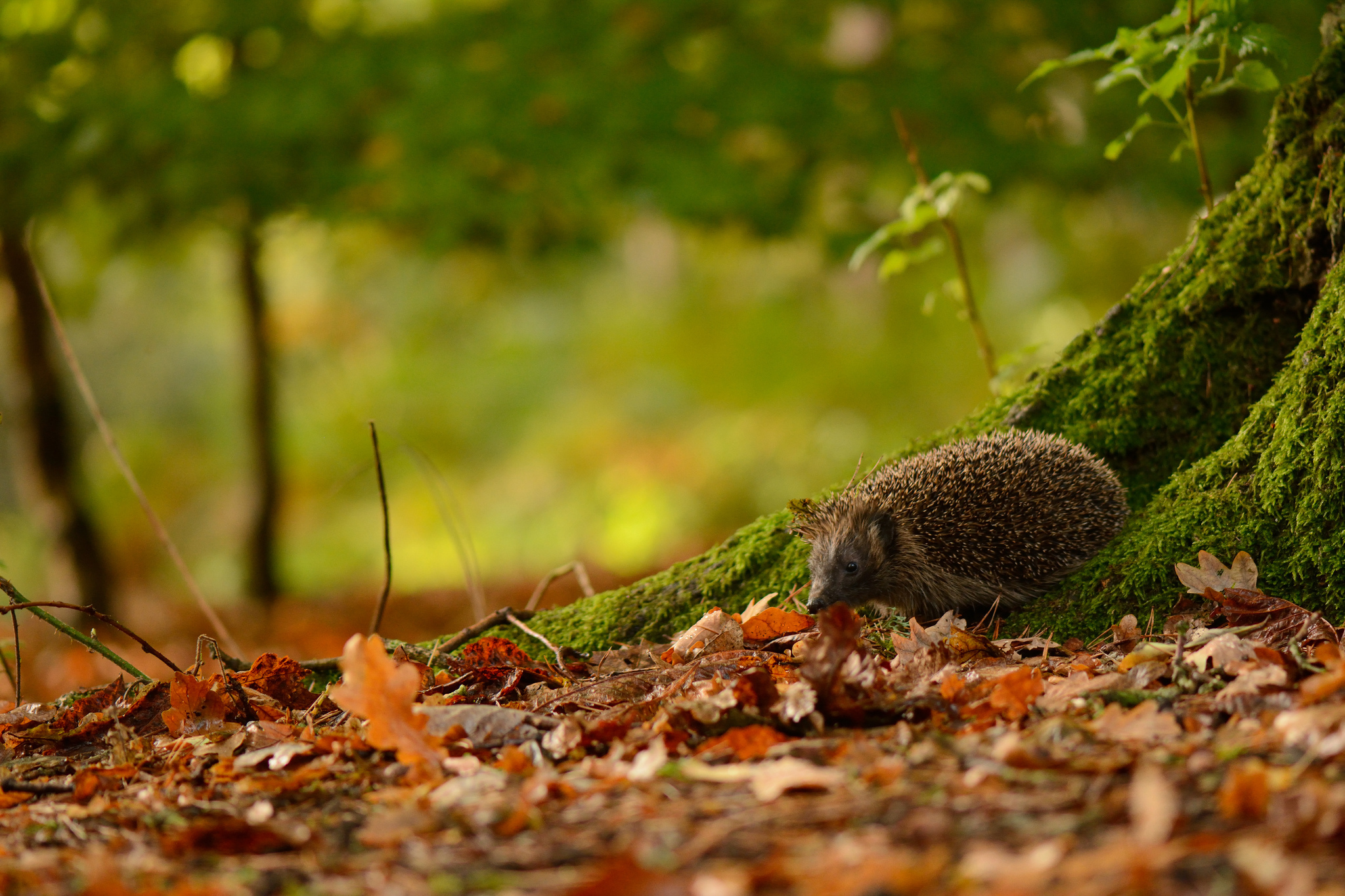 60848 download wallpaper leaves, animal, animals, trees, autumn, moss, hedgehog screensavers and pictures for free