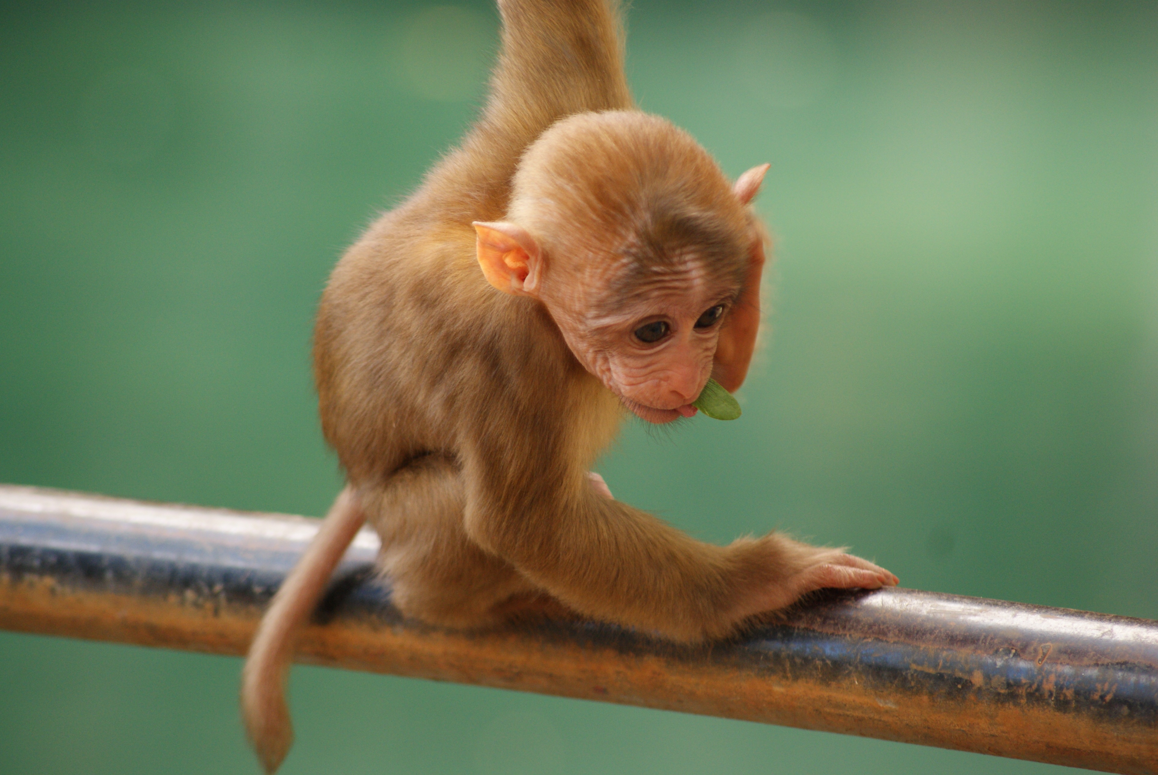 Laden Sie das Tiere, Affe, Ein Affe, Cool, Klein-Bild kostenlos auf Ihren PC-Desktop herunter