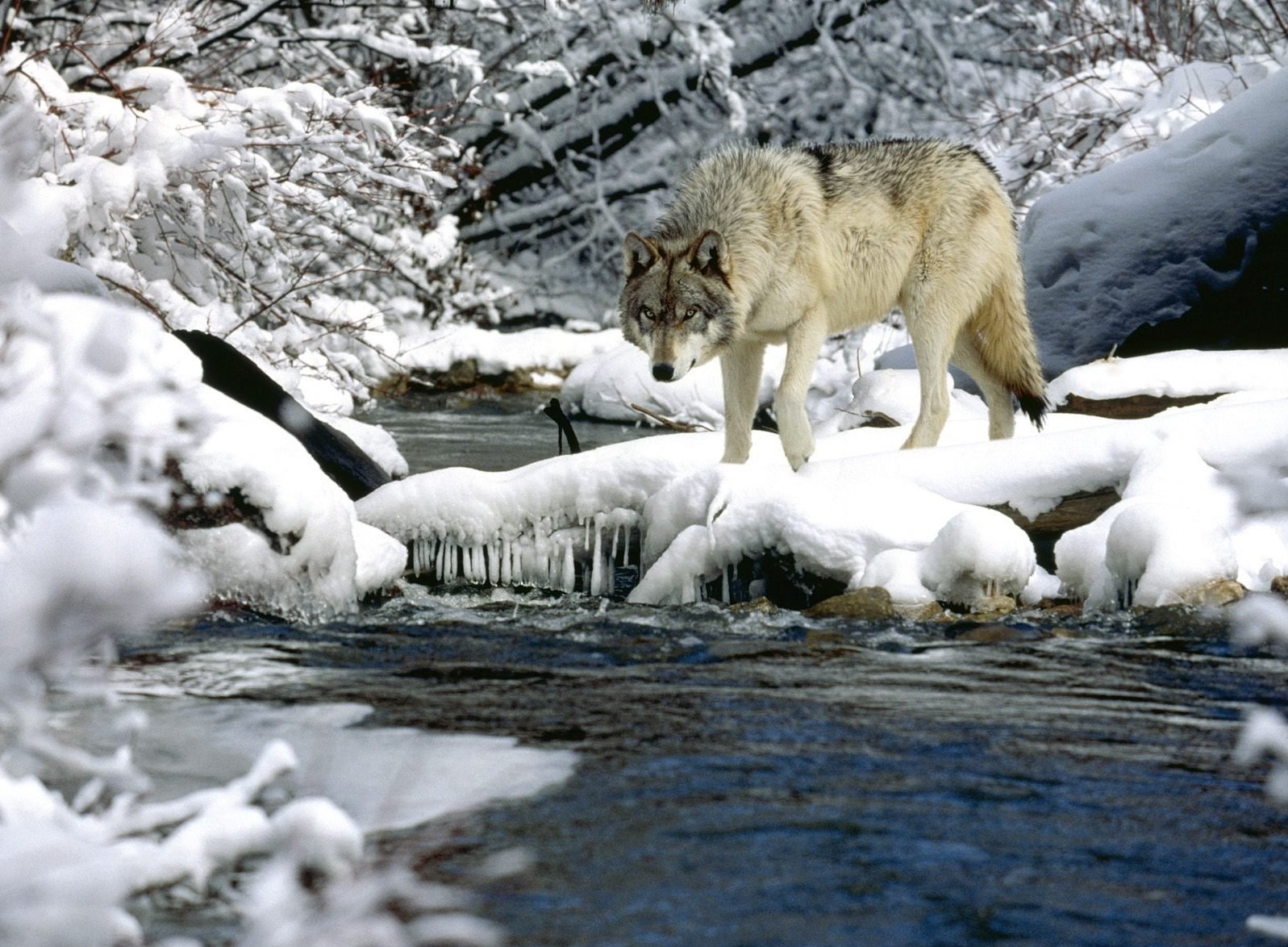 Download mobile wallpaper Wolf, Snow, Rivers, Water, Animals, Spring for free.
