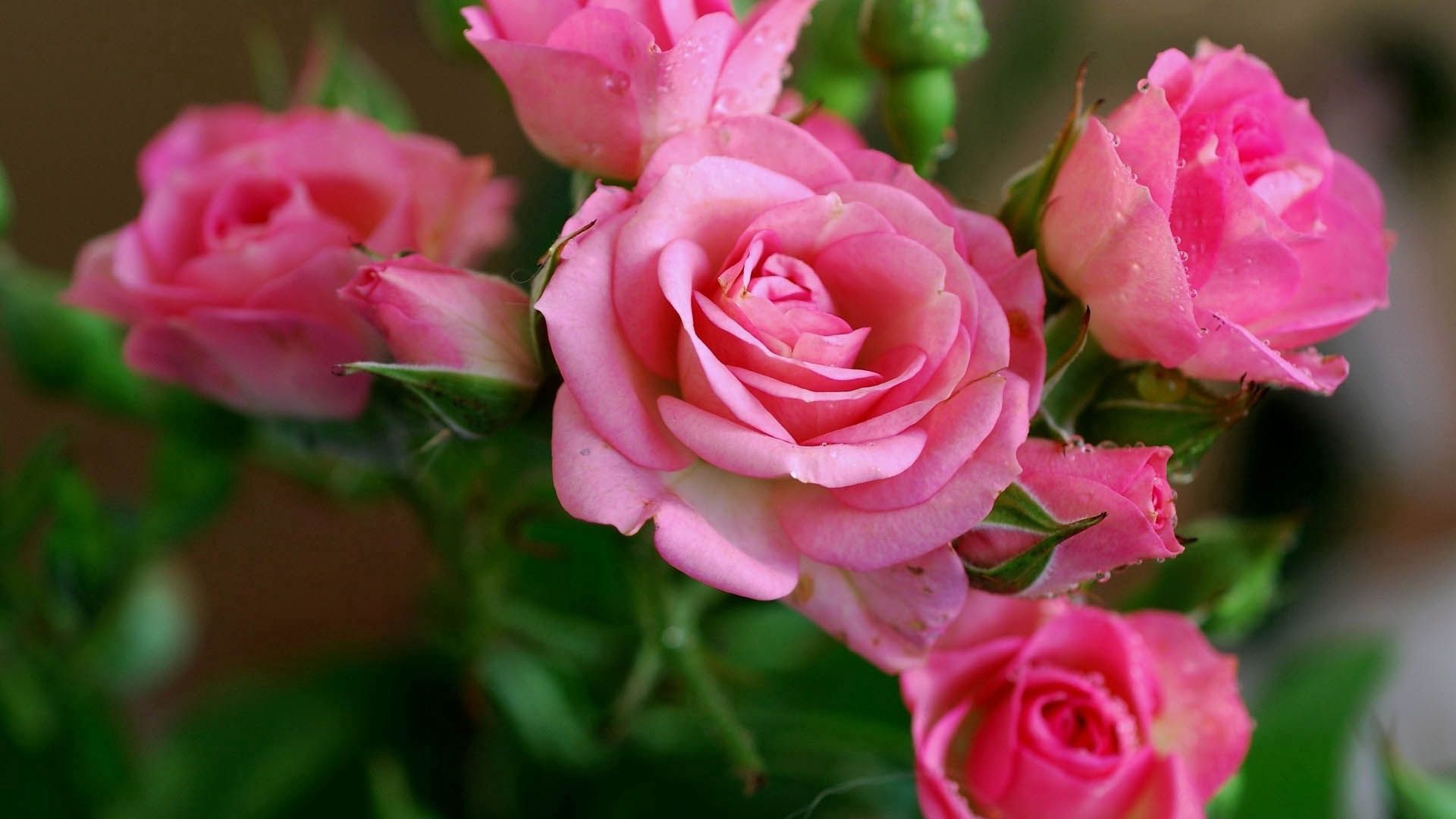 HD desktop wallpaper: Bouquet, Roses, Pink, Flowers download free picture  #144885