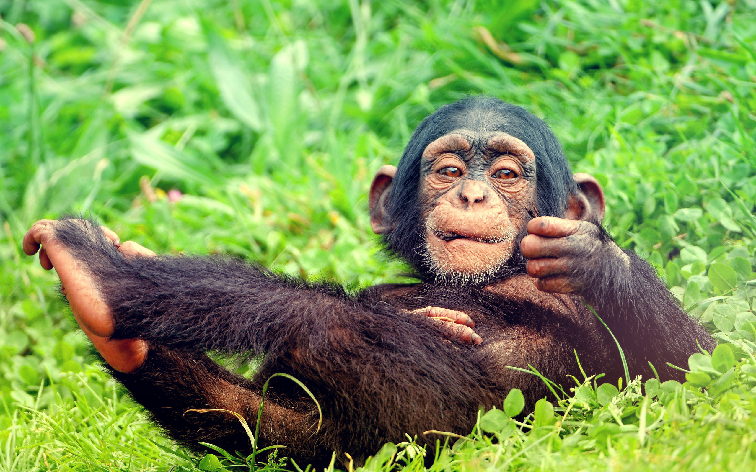 Приматы шимпанзе