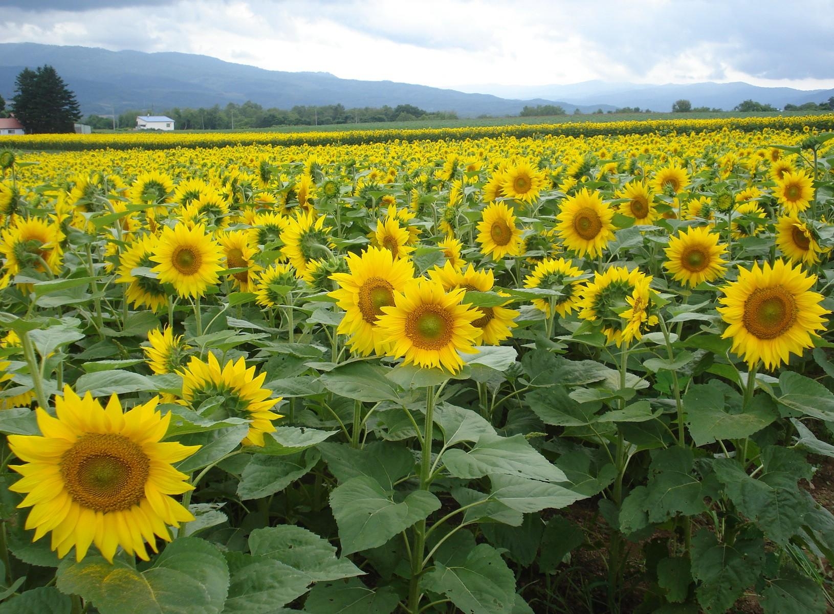sunflowers, flowers, sky, summer, horizon, field Full HD