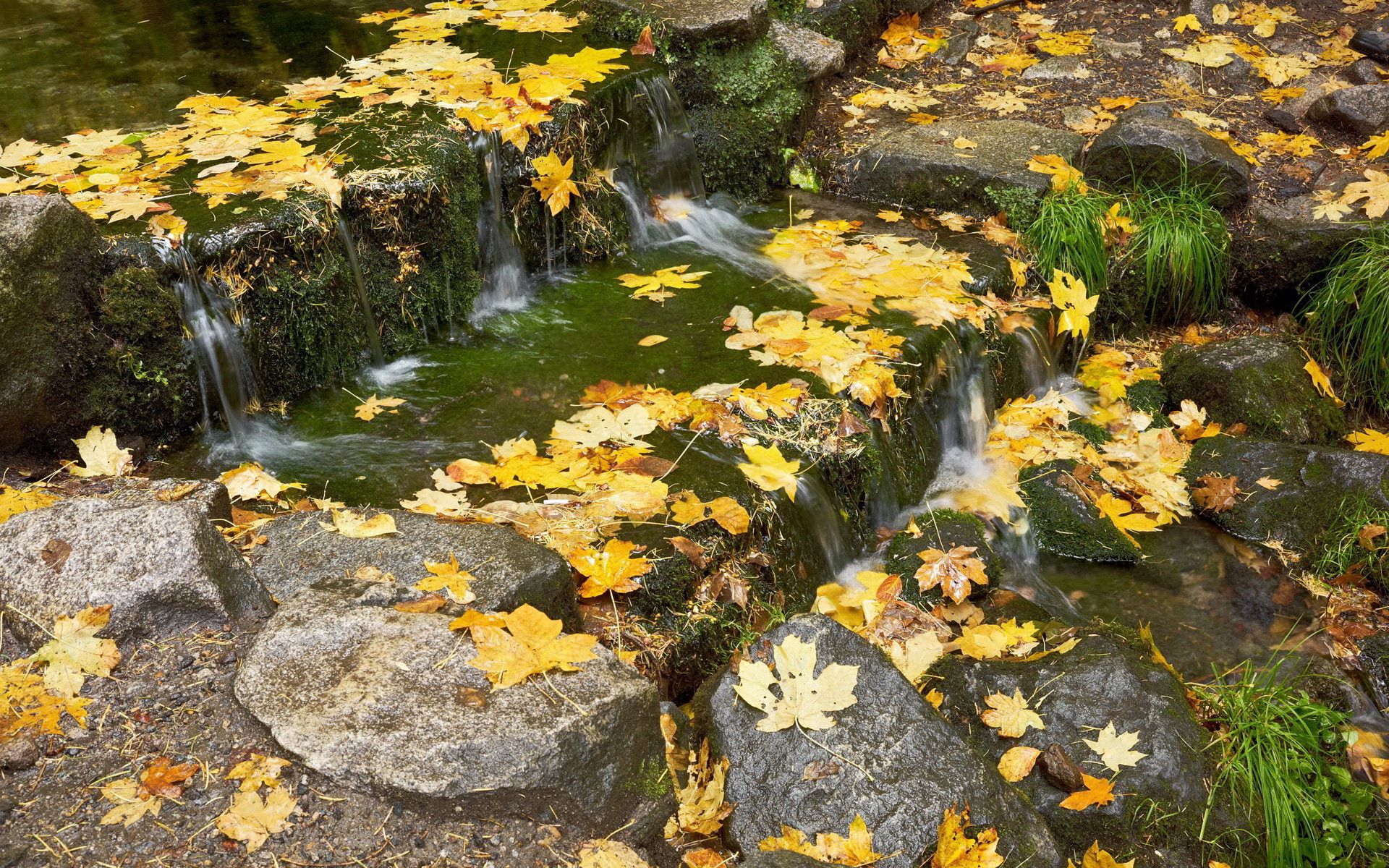 Laden Sie das Natur, Grass, Stones, Herbst, Blätter, Fließen, Fluss, Ahorn, Bach, Brook, Kaskade, Cascade, Schwellenwerte-Bild kostenlos auf Ihren PC-Desktop herunter