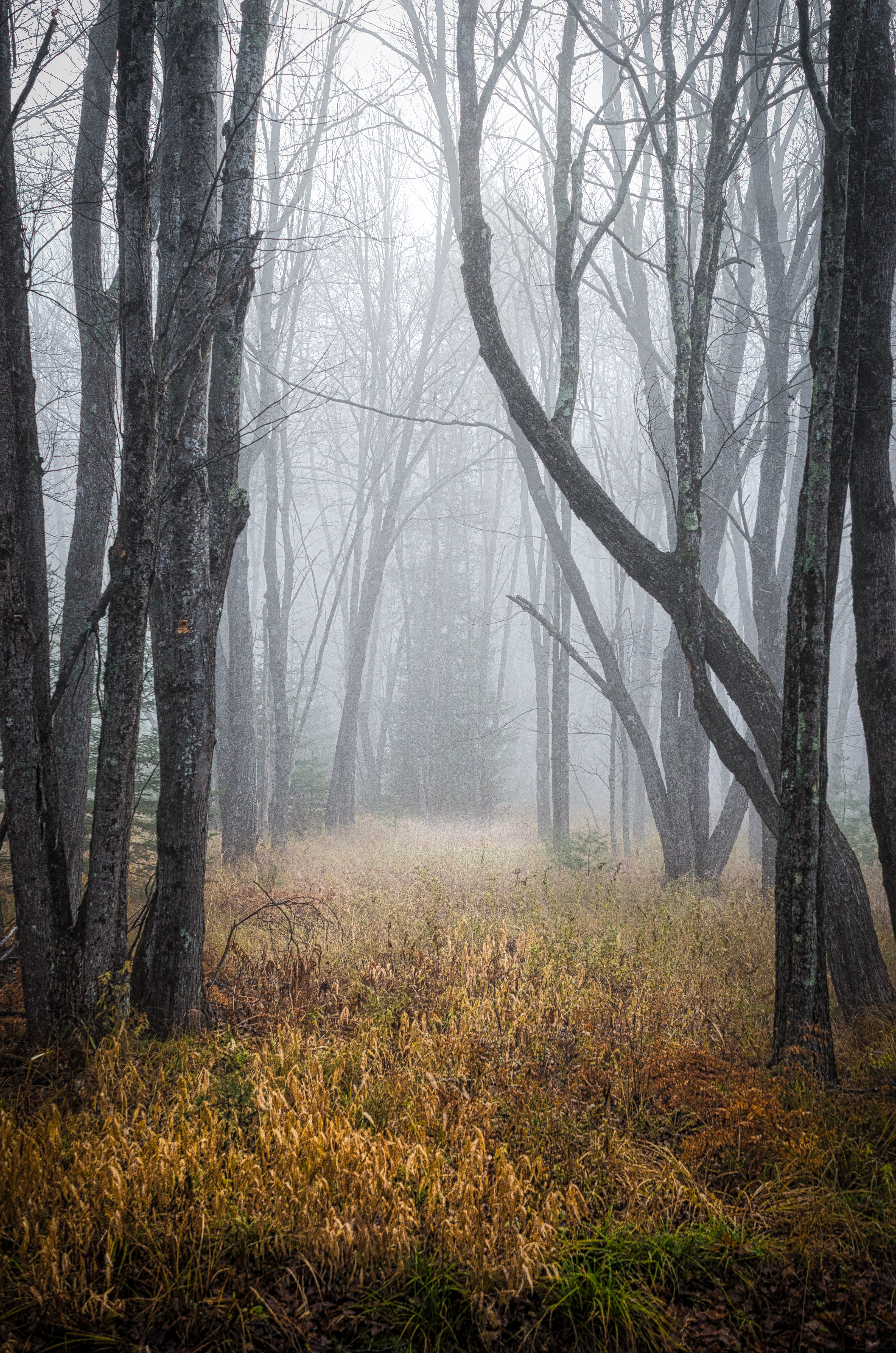 trees, forest, nature, grass, fog, dry