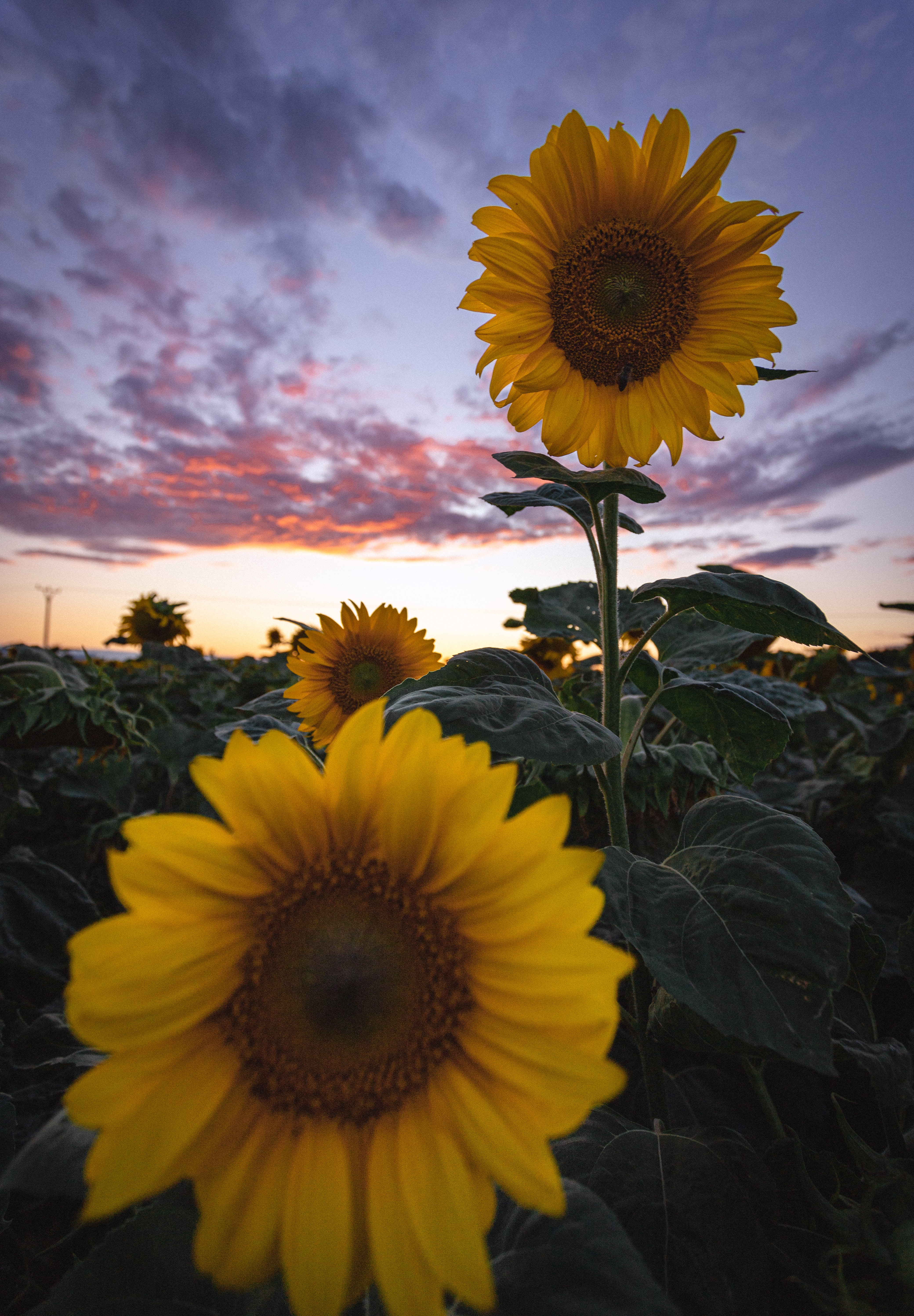 85100 Hintergrundbilder und Sonnenblumen Bilder auf dem Desktop. Laden Sie blumen, sonnenblumen, blühen, blühenden, feld Bildschirmschoner kostenlos auf den PC herunter