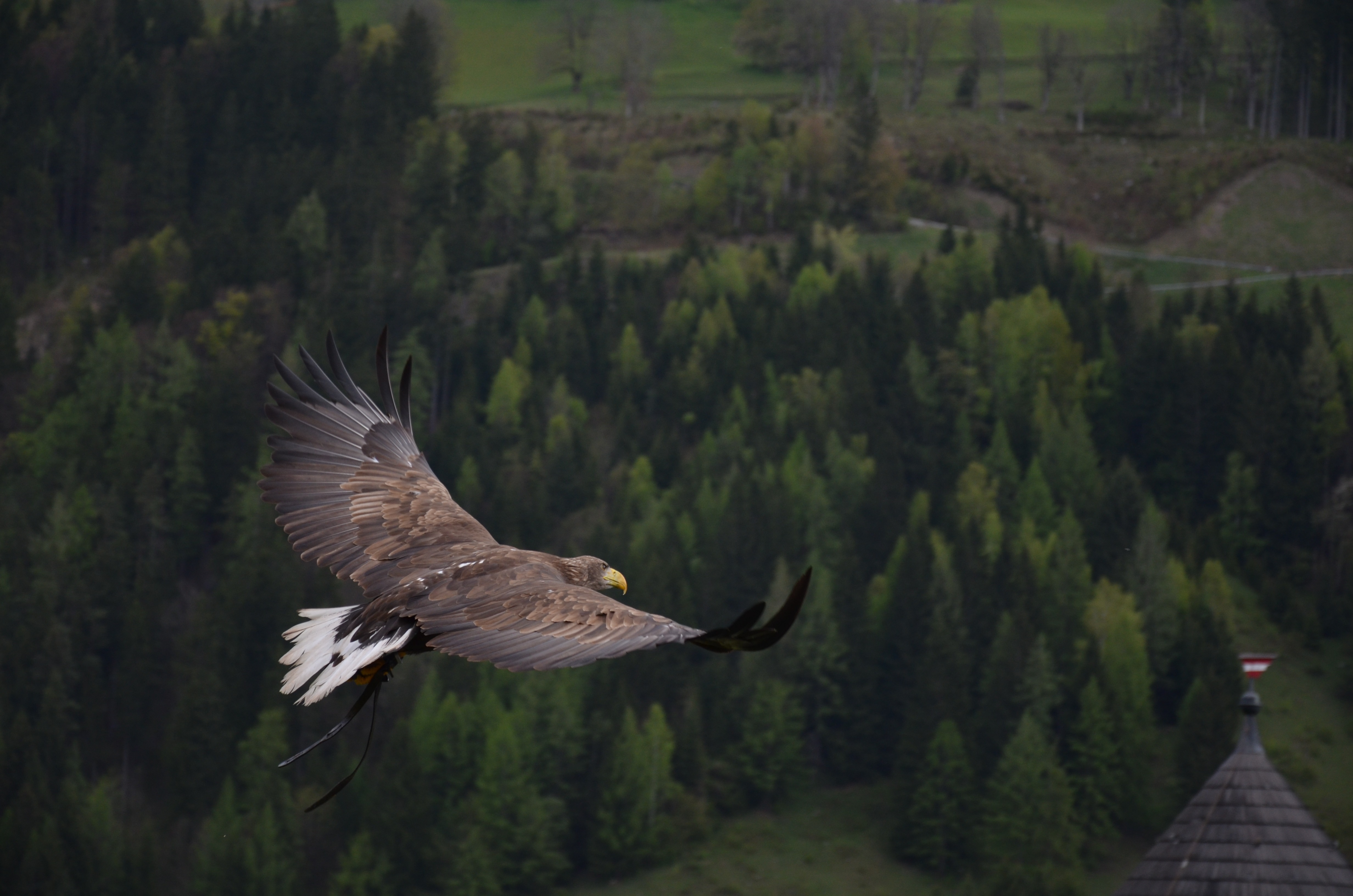 55087 Hintergrundbild herunterladen vogel, tiere, bäume, wald, flug, adler - Bildschirmschoner und Bilder kostenlos