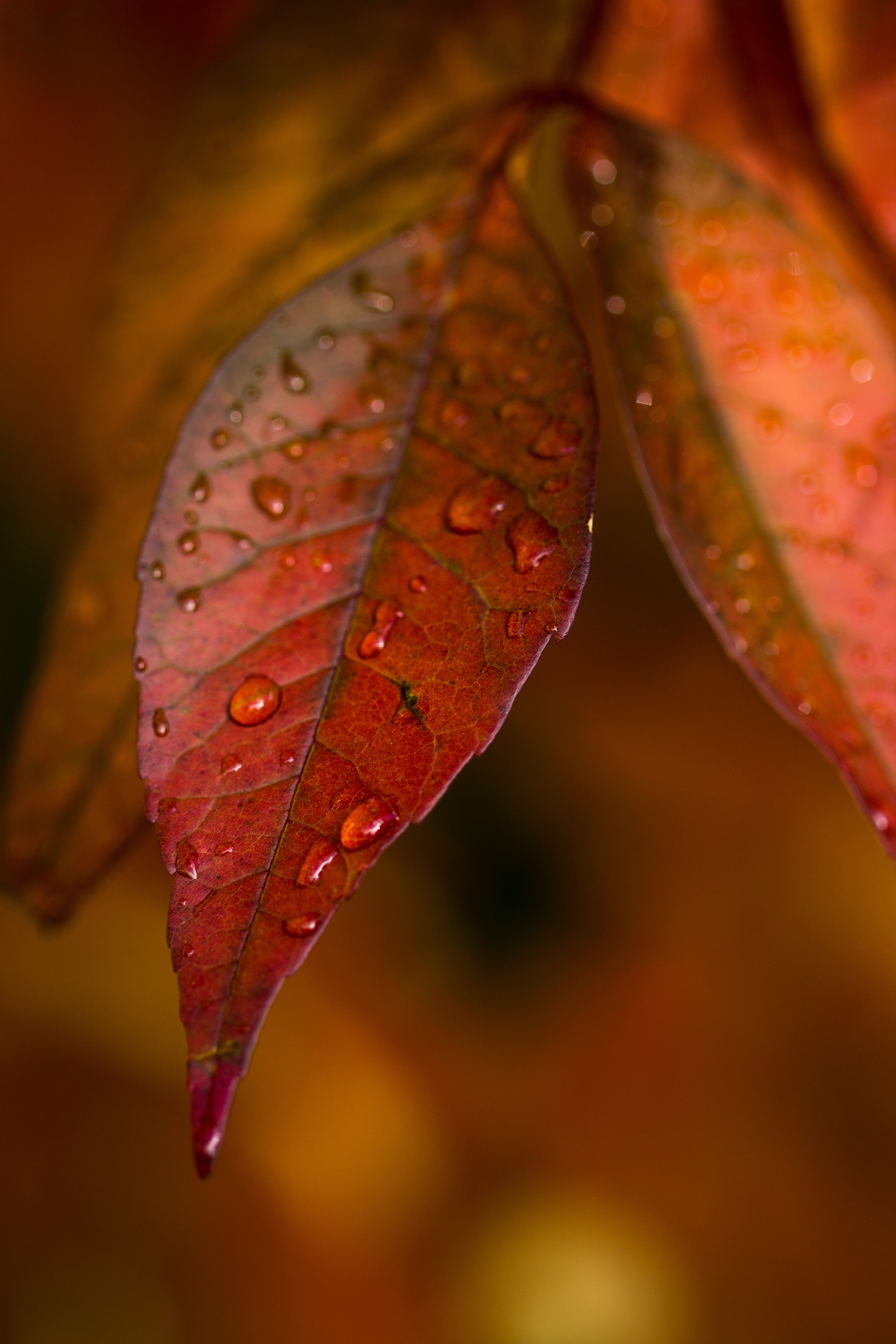 Veins autumn, macro, leaves, drops Free Stock Photos