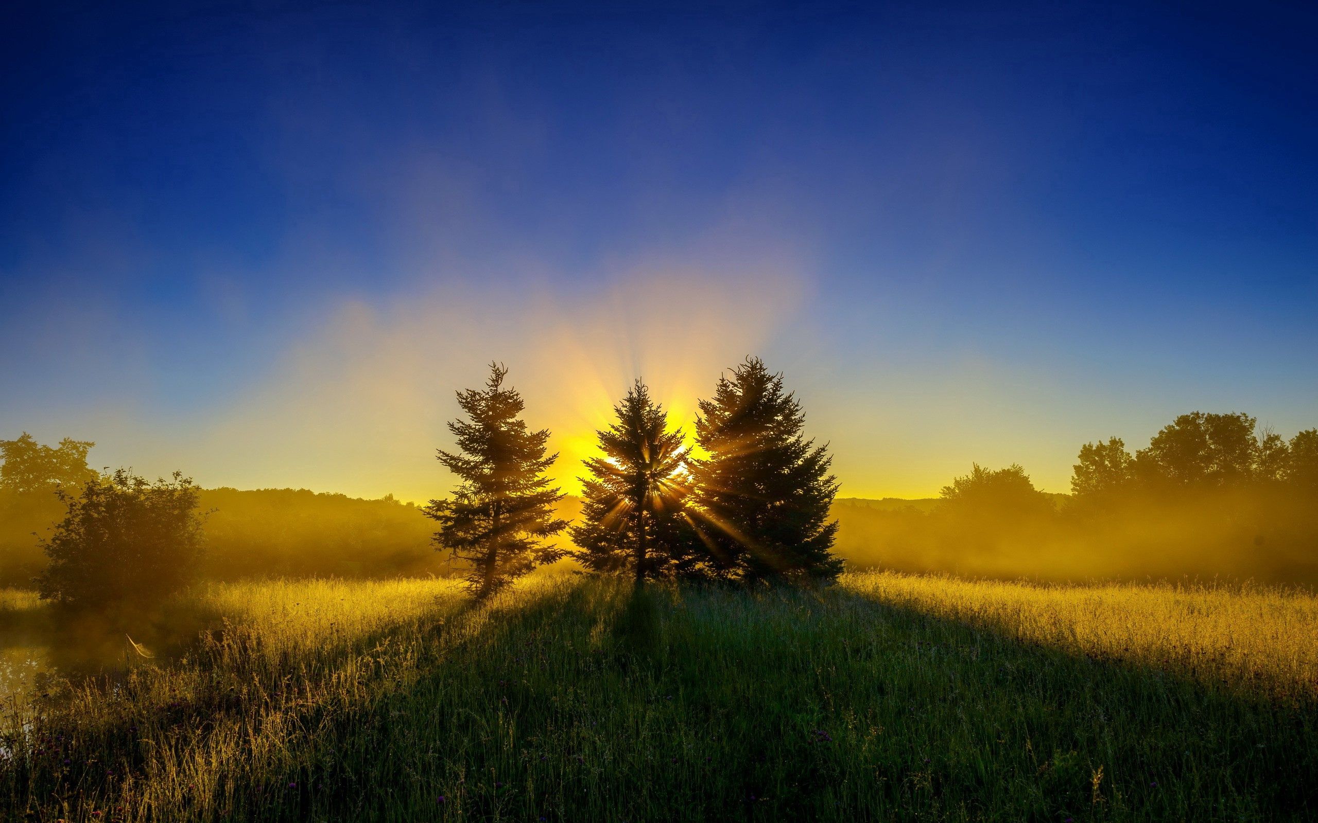 Laden Sie das Natur, Bäume, Sunset, Grass, Sky-Bild kostenlos auf Ihren PC-Desktop herunter