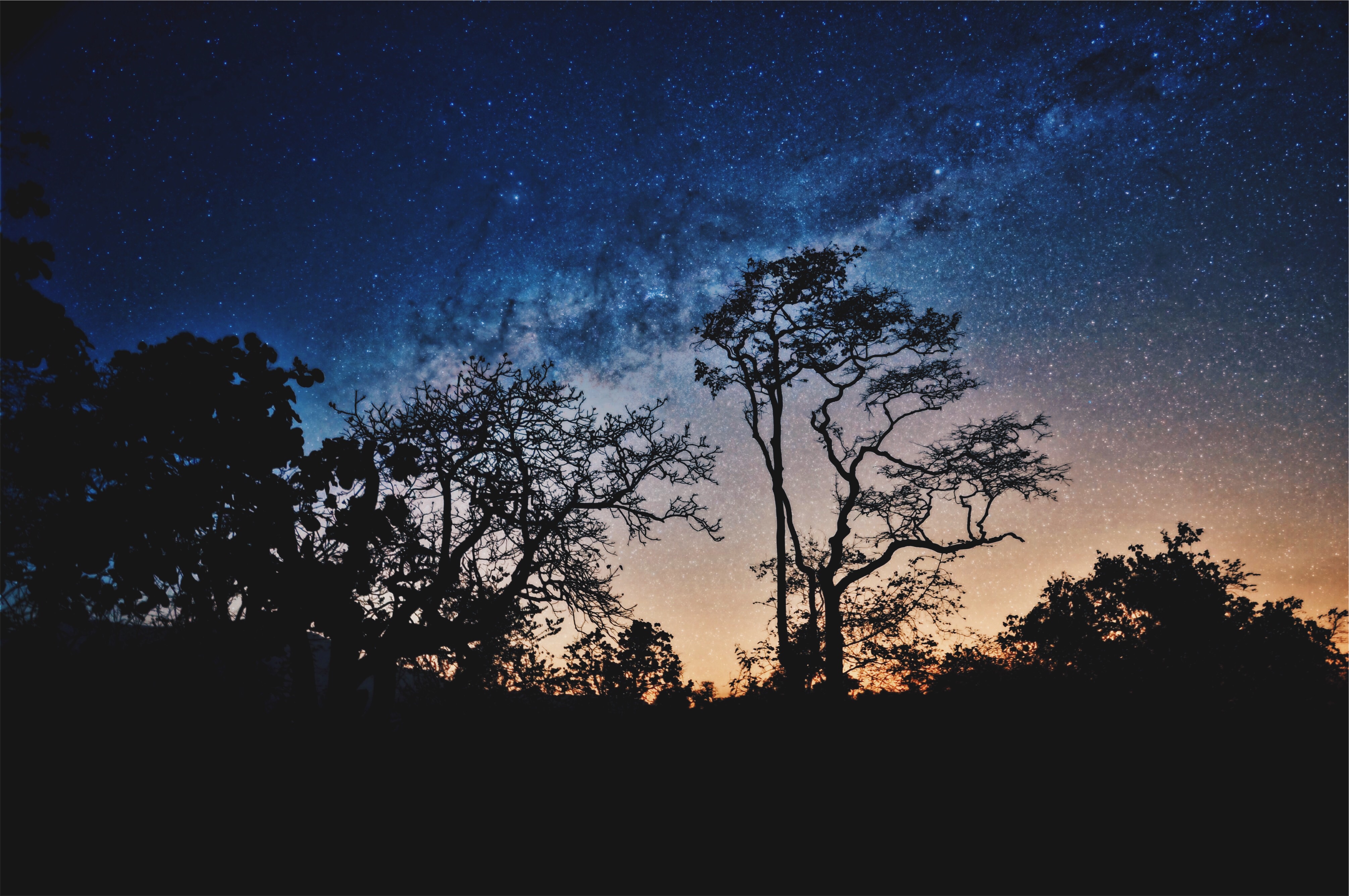 stars, trees, sky, night, dark HD wallpaper